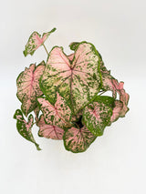 Caladium Pink beauty, 13cm pot