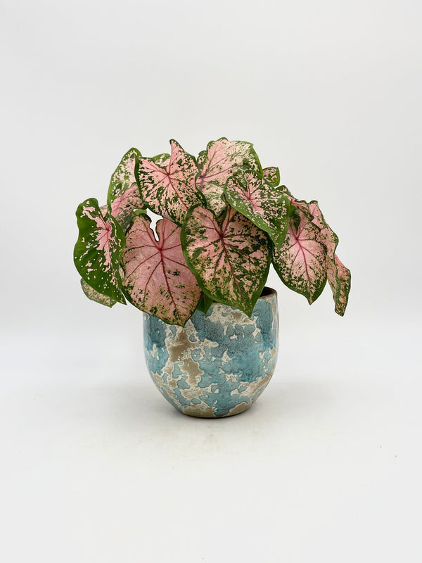 Caladium Pink beauty, 13cm pot