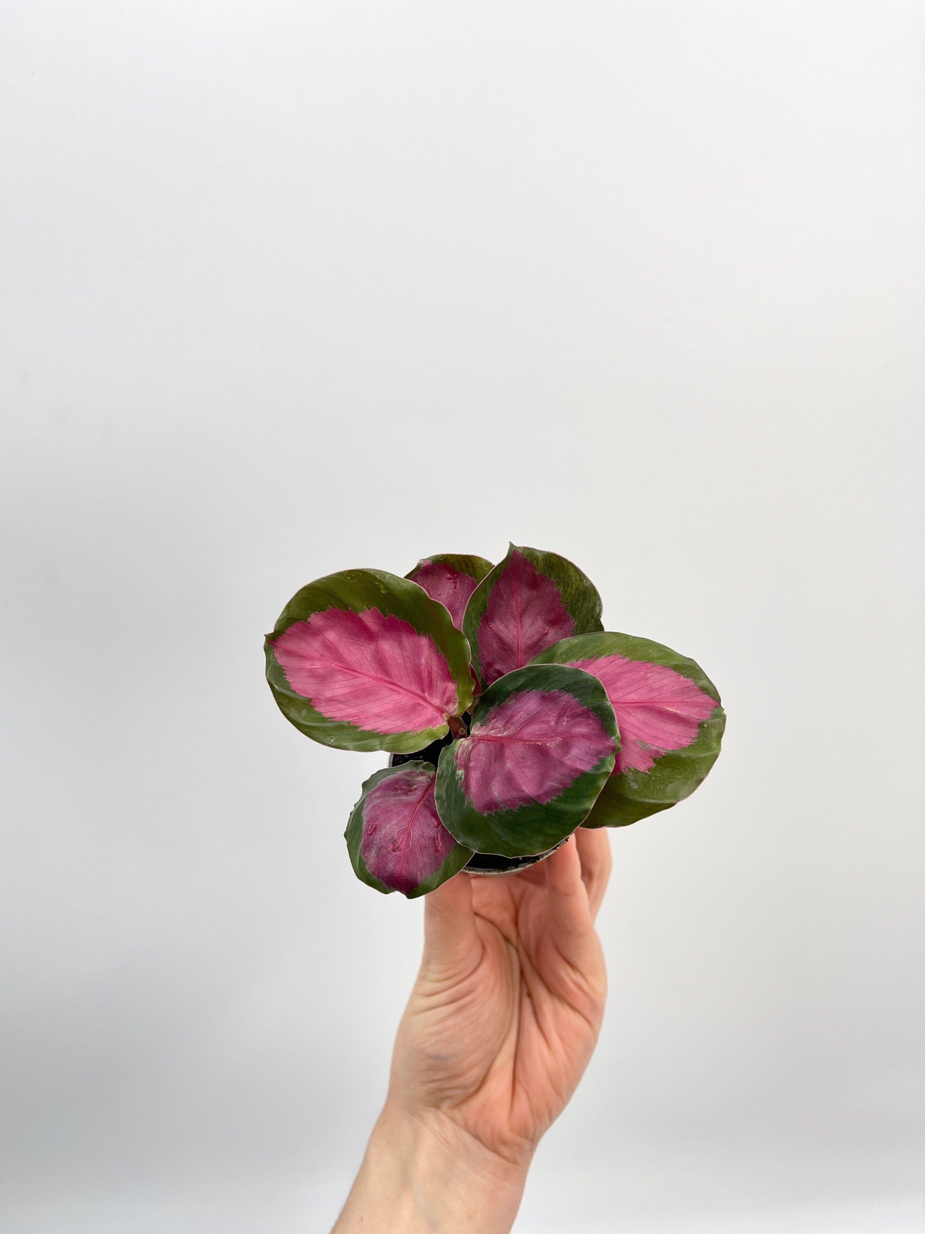 Calathea Roseapicta, Baby Plant