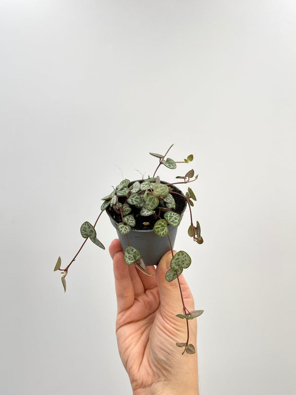 Ceropegia Woodii, String of Hearts