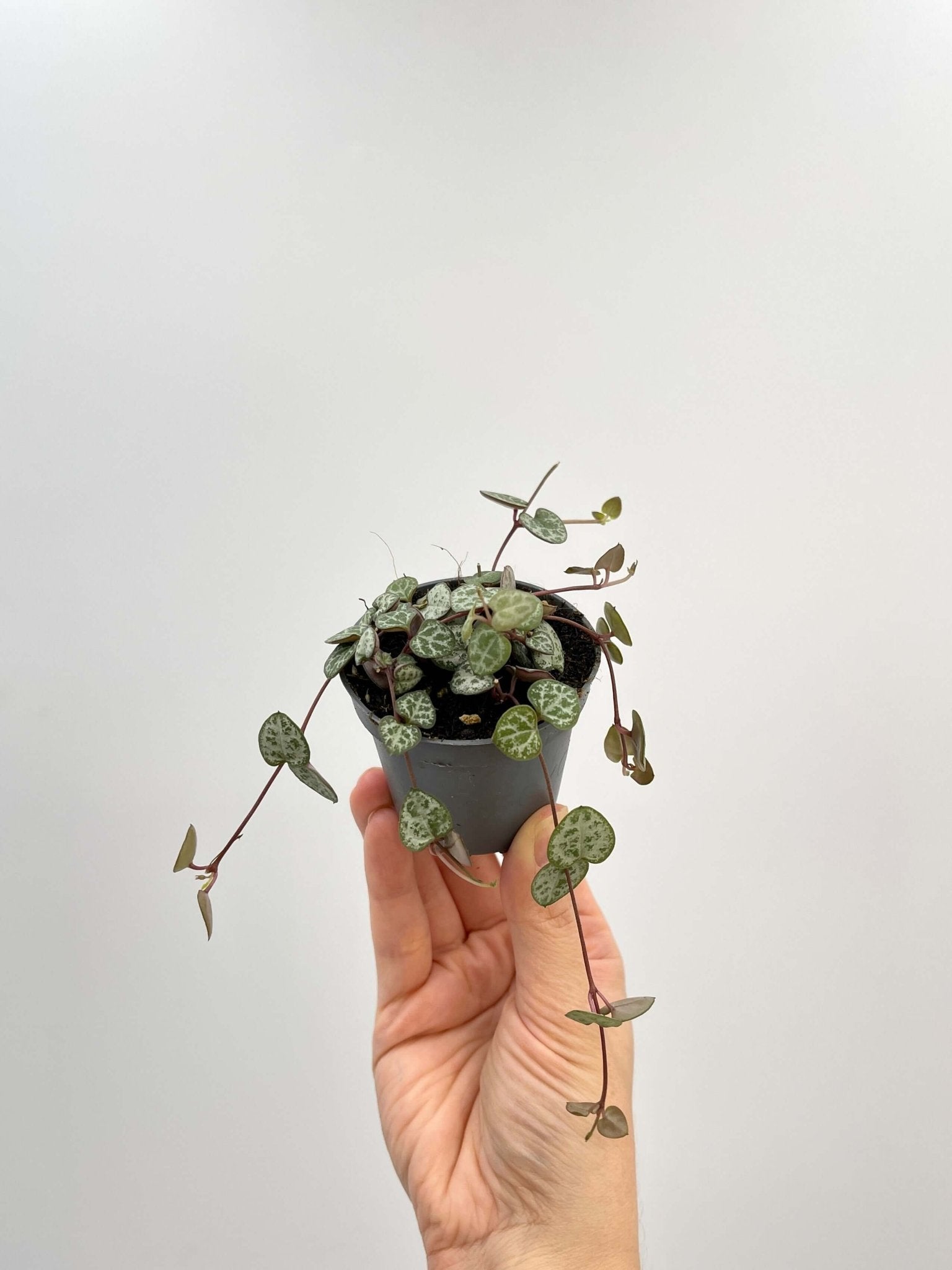 Ceropegia Woodii, String of Hearts, Trailing Houseplant