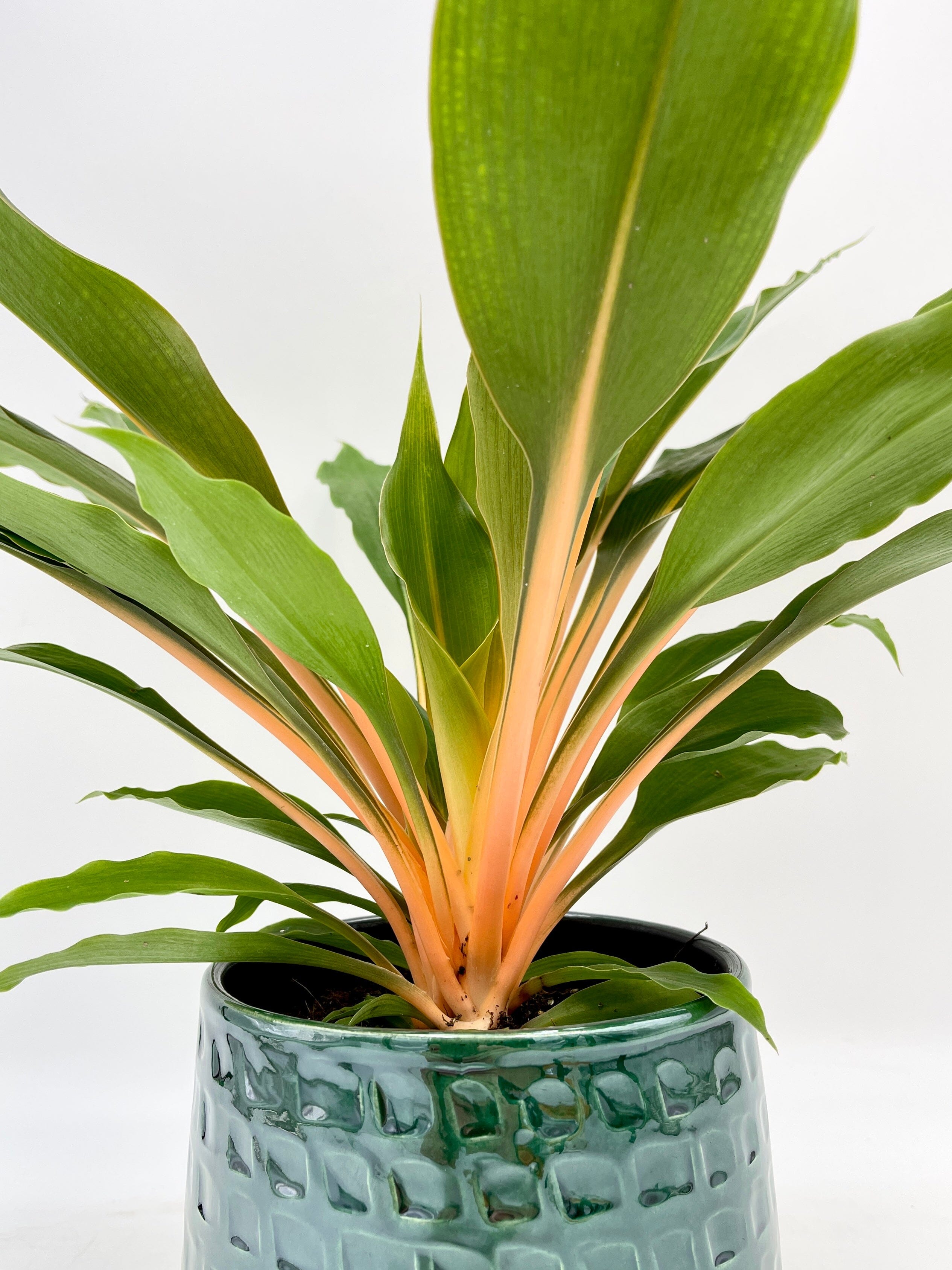 Chlorophytum Orchidastrum, Mandarin Plant, Green Orange Plant