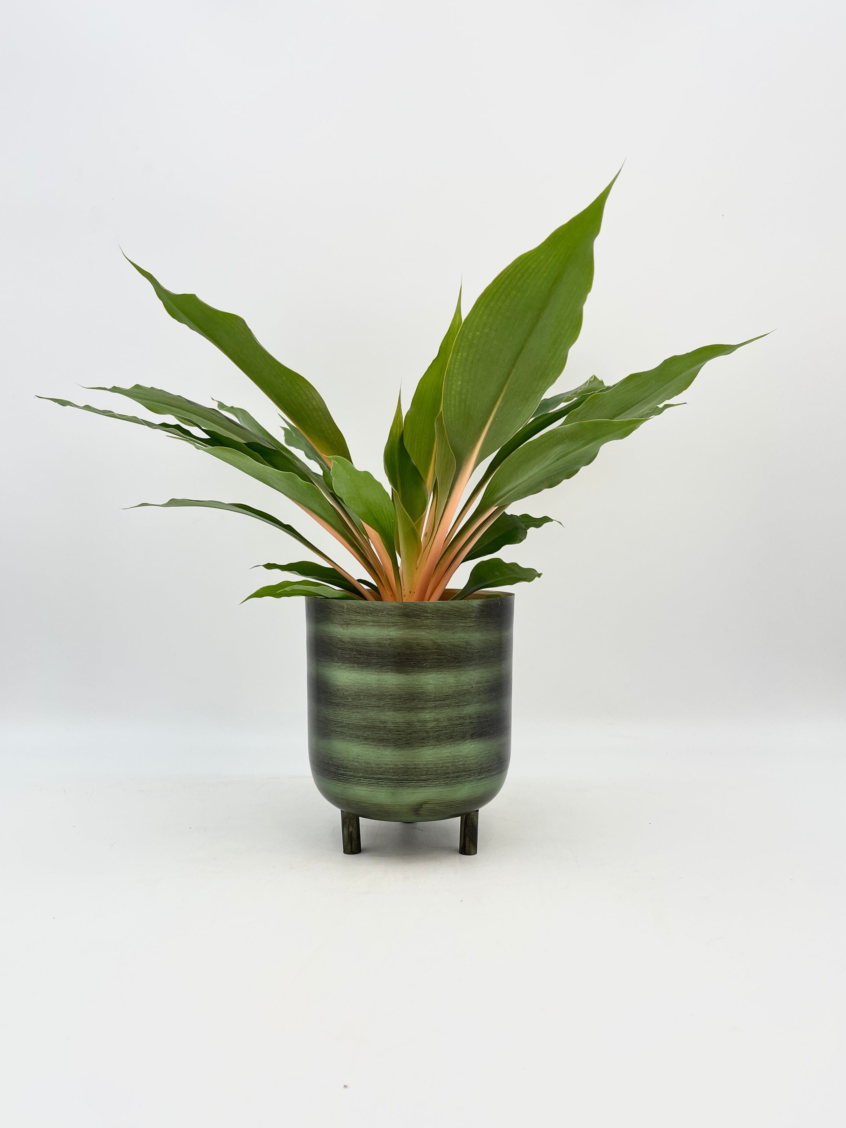 Chlorophytum Orchidastrum, Mandarin Plant, Green Orange Plant