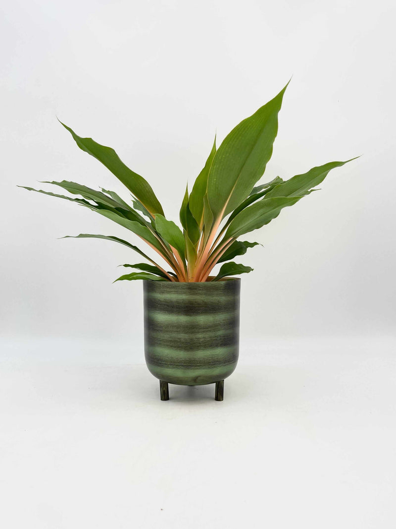 Chlorophytum Orchidastrum, Mandarin Plant, Green Orange Plant – Rebel ...