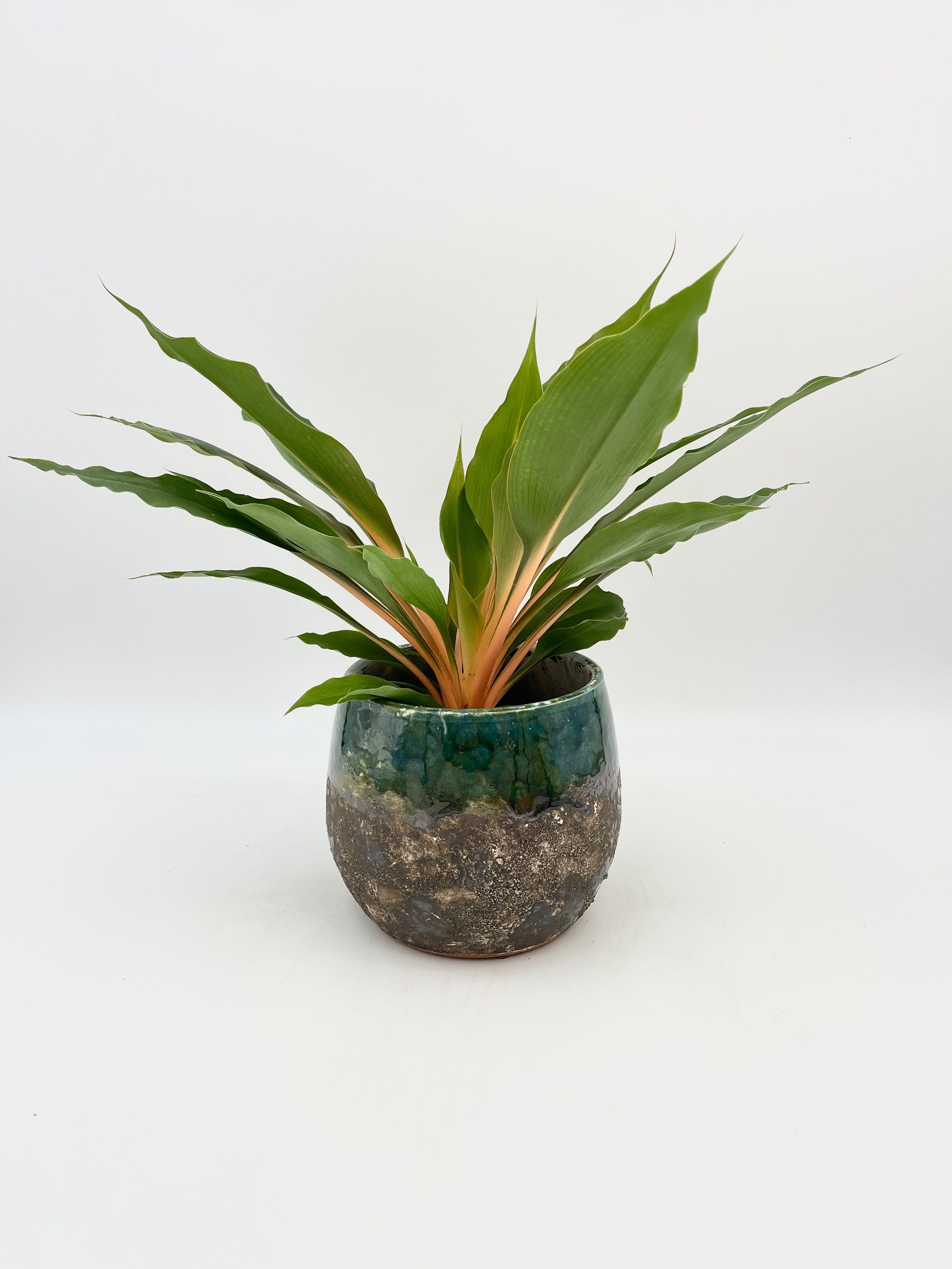 Chlorophytum Orchidastrum, Mandarin Plant, Green Orange Plant
