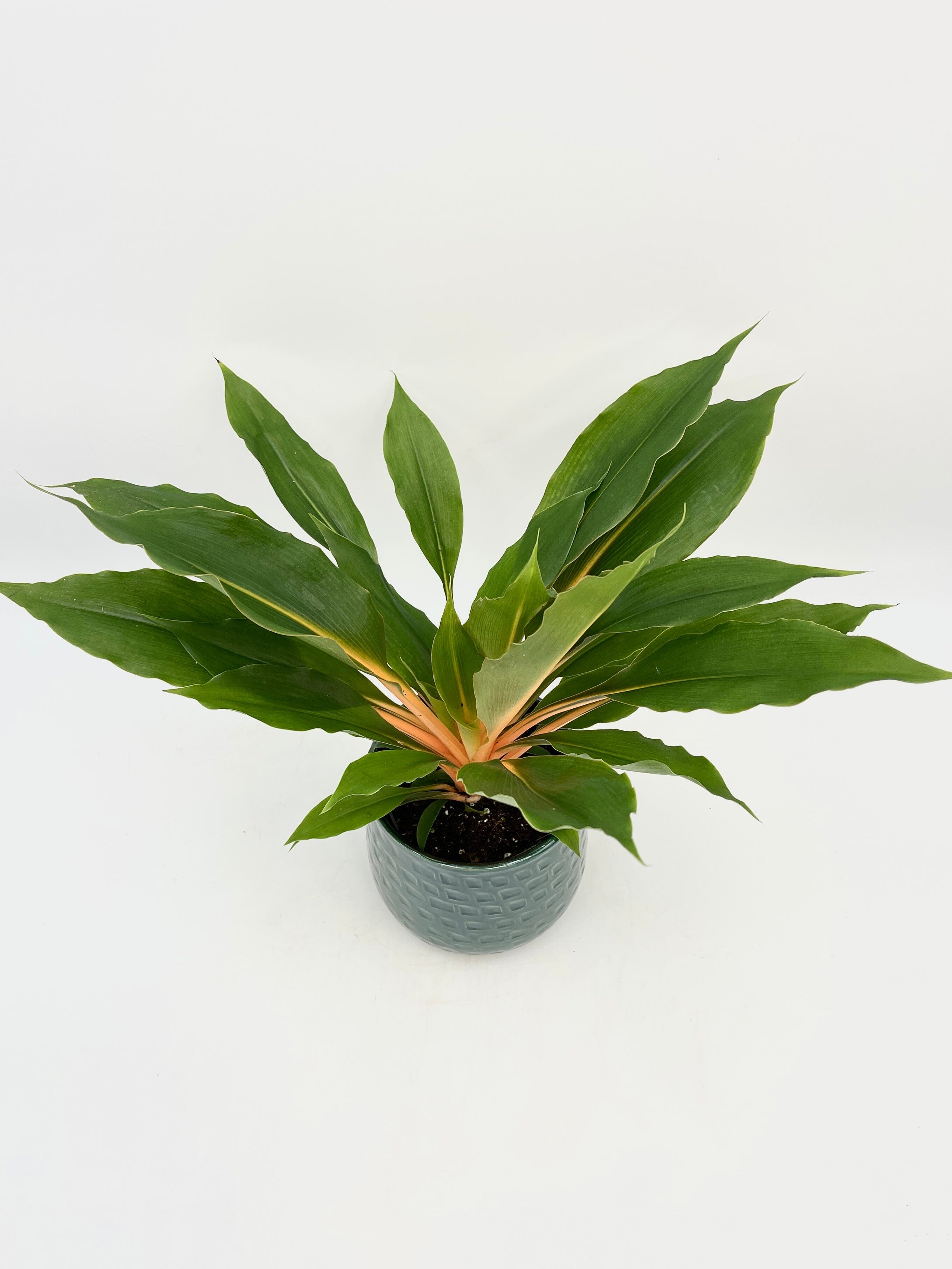 Chlorophytum Orchidastrum, Mandarin Plant, Green Orange Plant