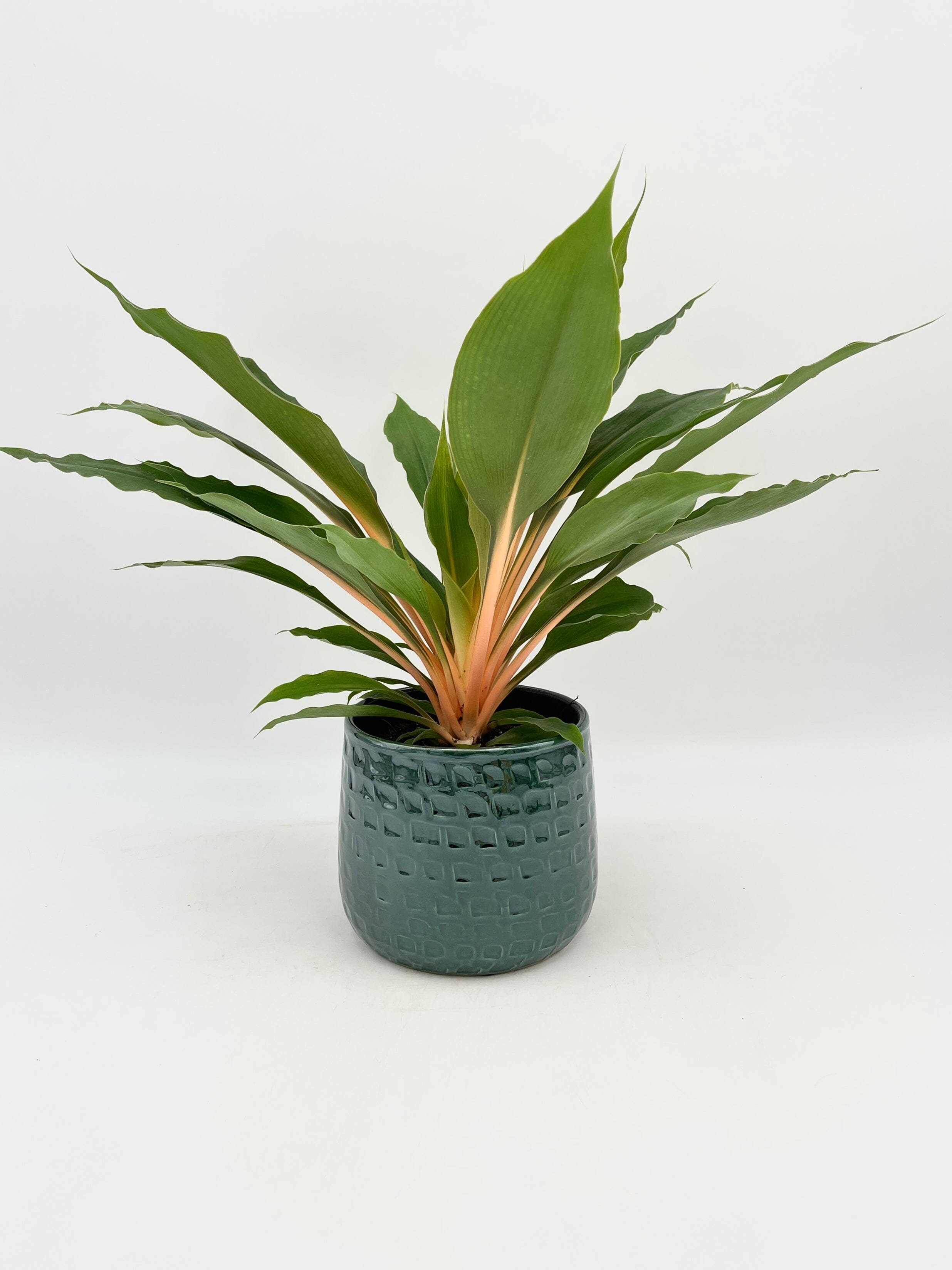 Chlorophytum Orchidastrum, Mandarin Plant, Green Orange Plant