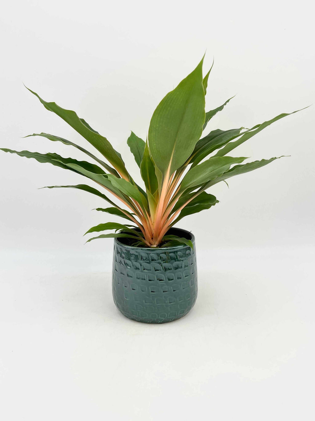 Chlorophytum Orchidastrum, Mandarin Plant, Green Orange Plant – Rebel ...