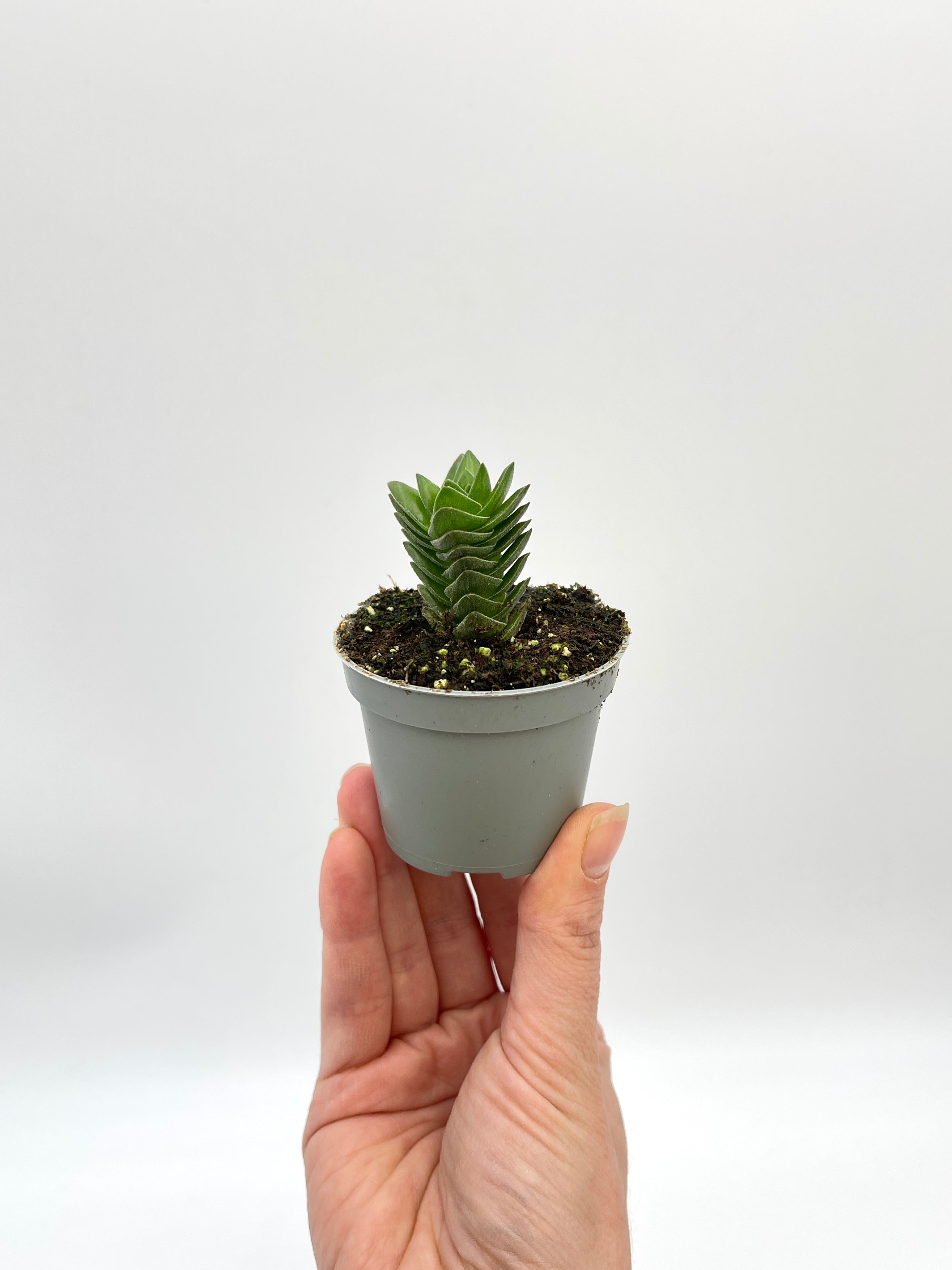 Crassula Buddha's Temple