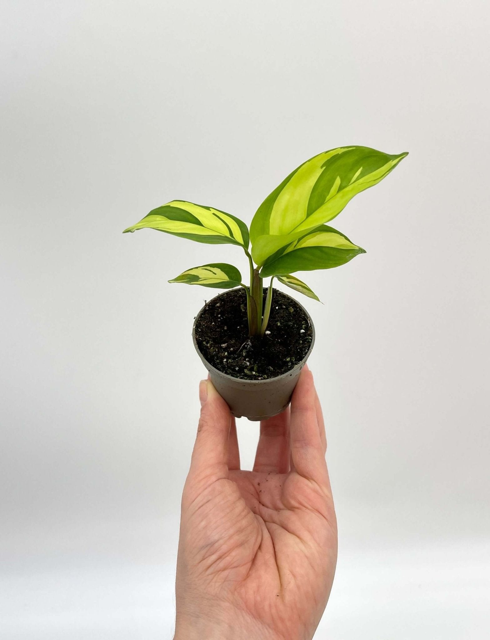 Ctenanthe Pilosa, Golden Mosaic