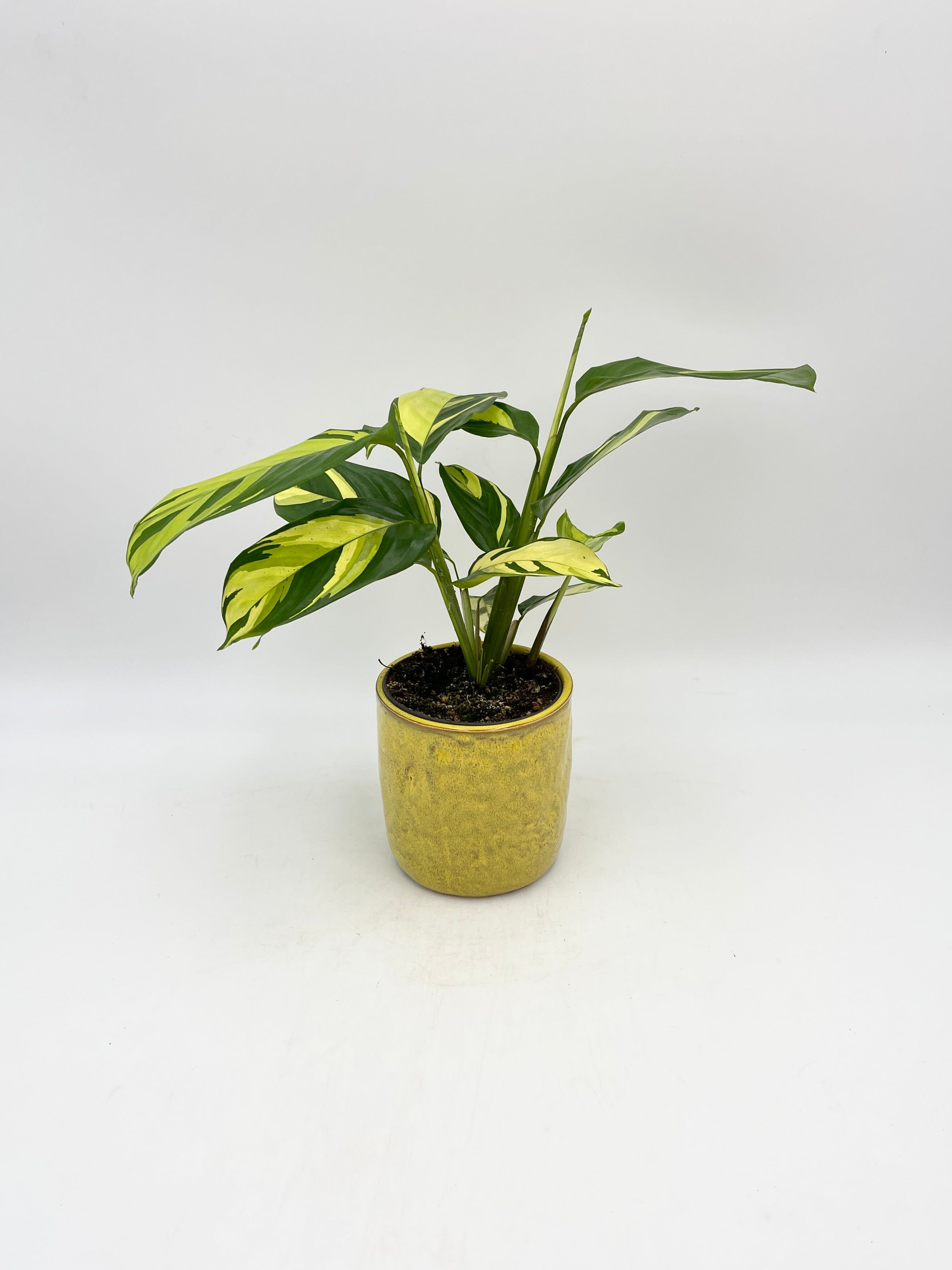 Ctenanthe Pilosa, Golden Mosaic