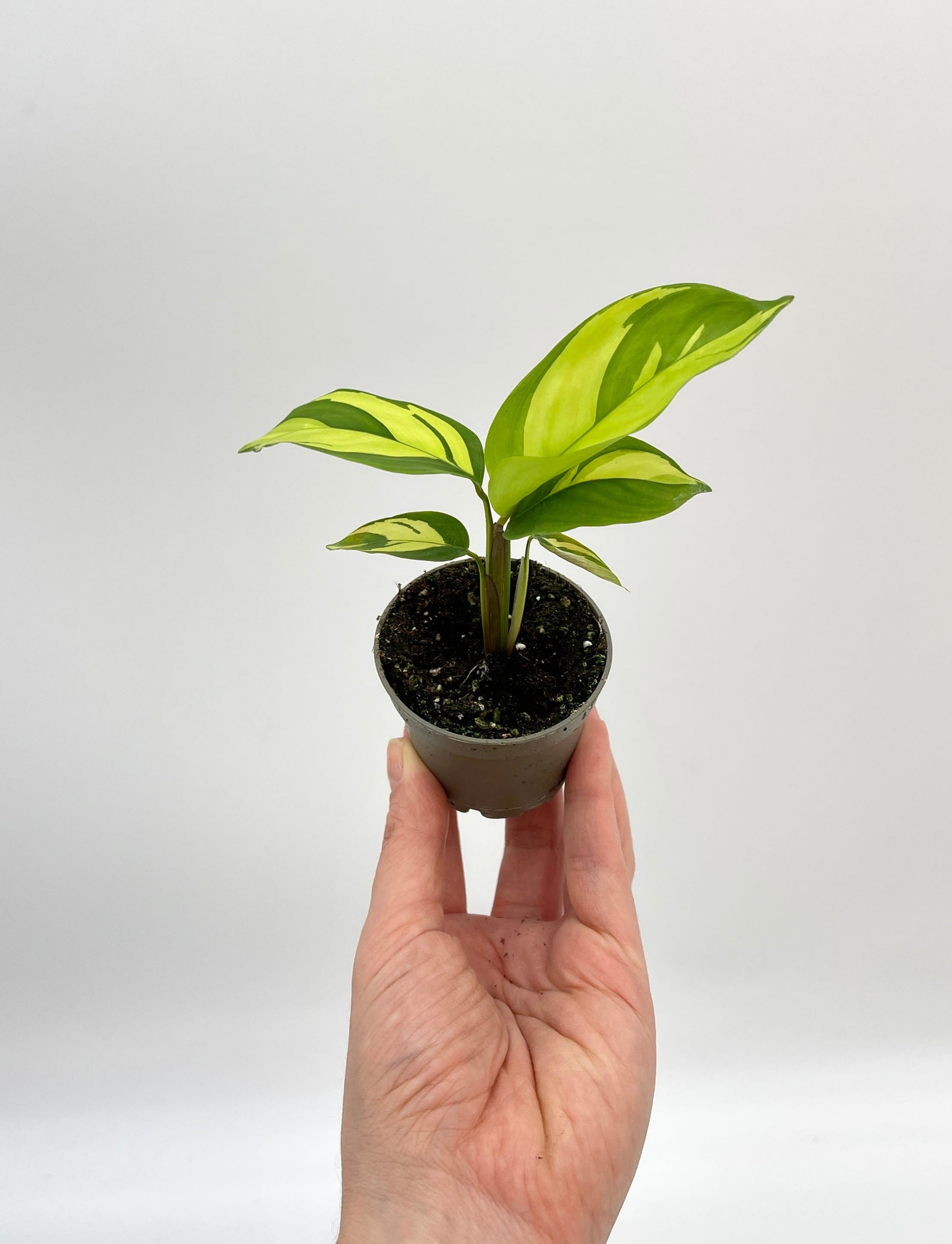 Ctenanthe Pilosa, Never Never Plant, Baby Plant