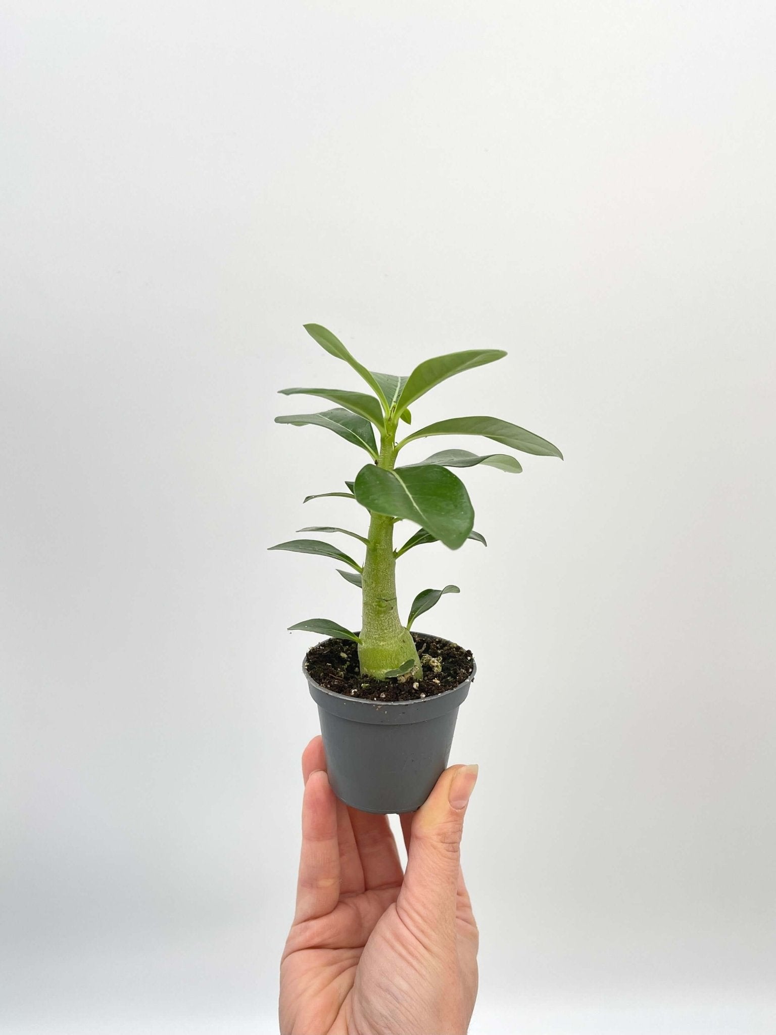 is adenium an indoor plant Desert Rose - Adenium Obesum
