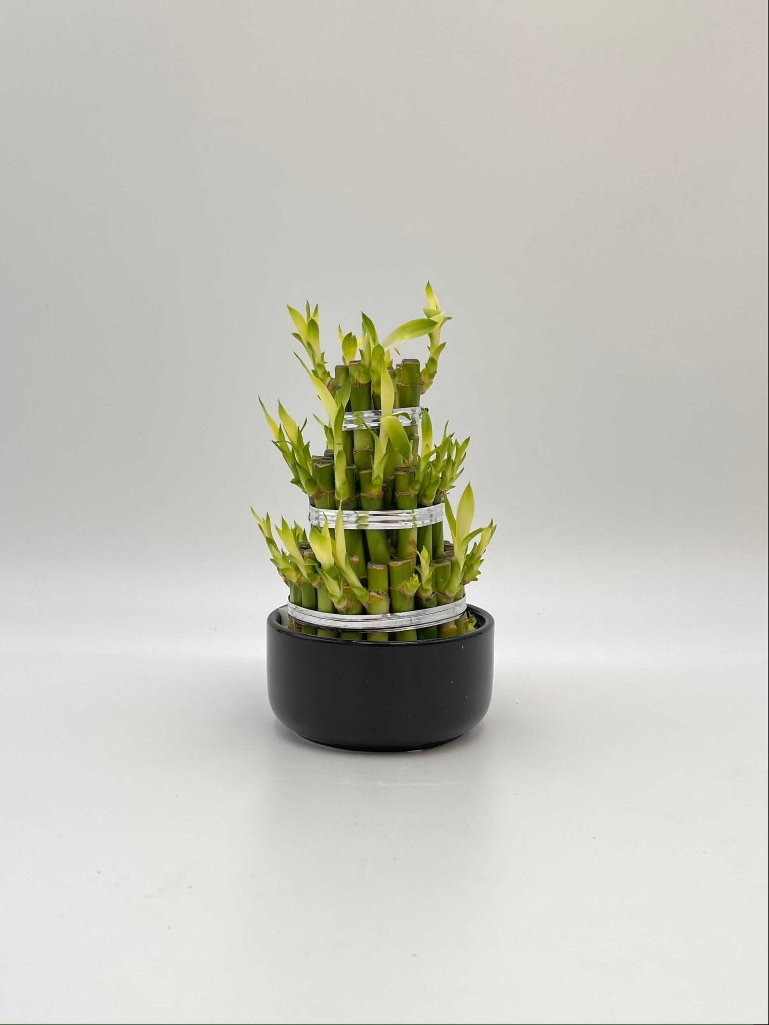 Dracaena Sanderiana, Water Bamboo Houseplant