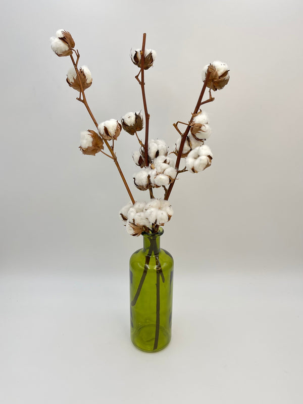 Dried Cotton Branches, Natural Colour