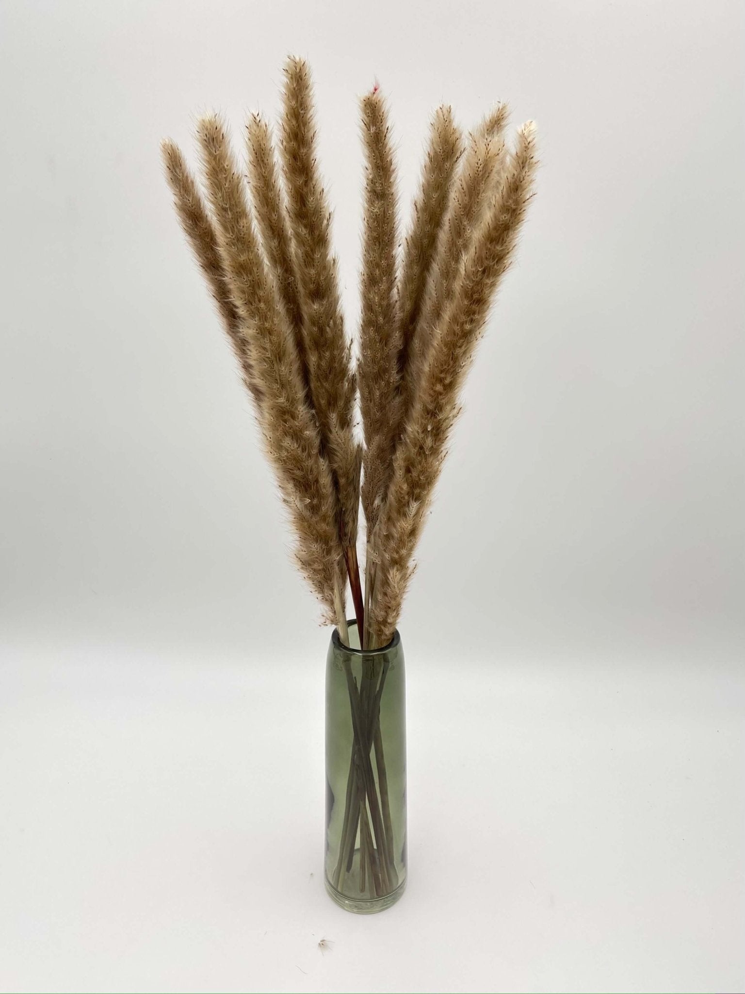 Dried Fluffy Pampas Grass, Natural Colour