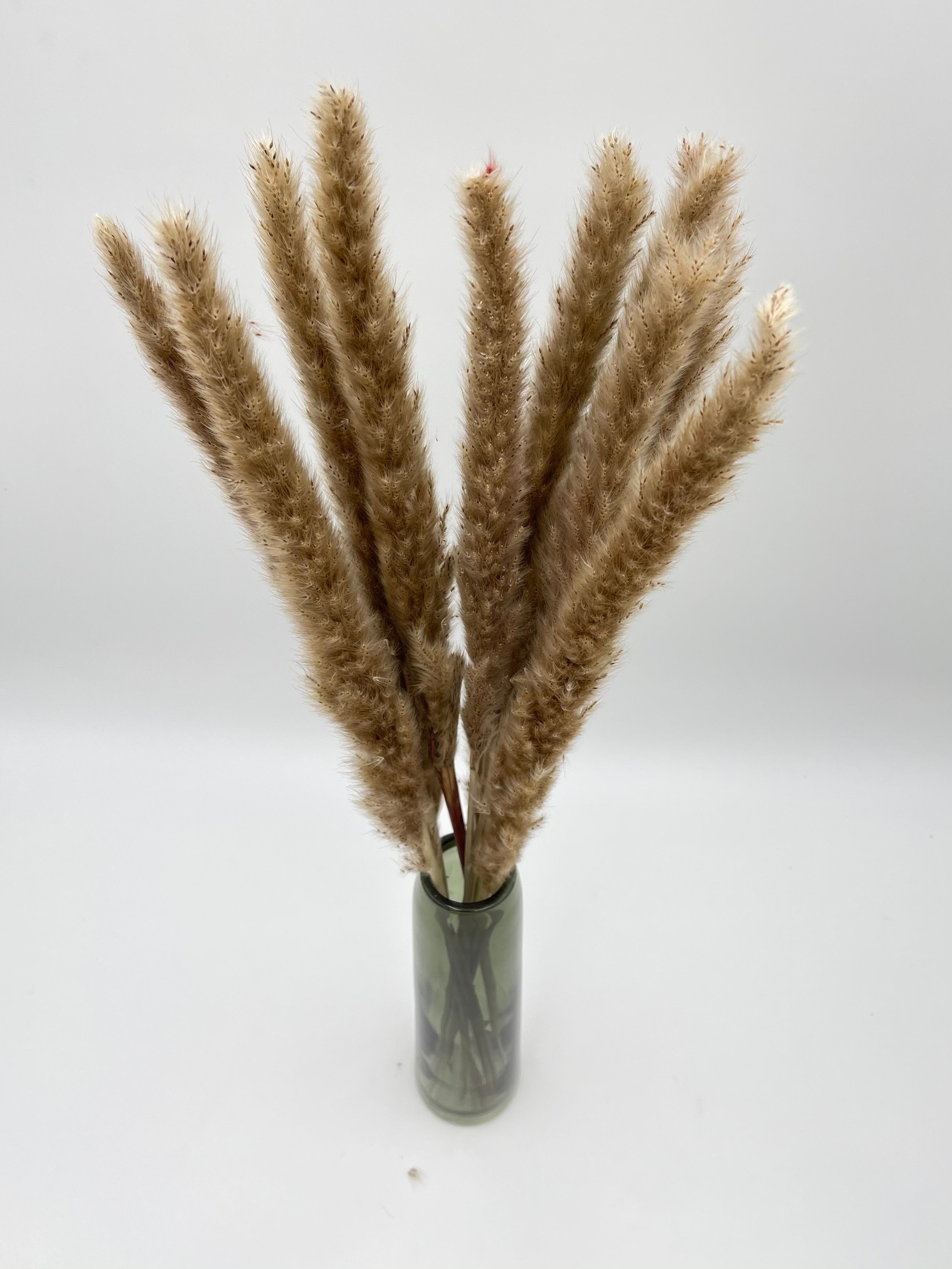 Dried Fluffy Pampas Grass, Natural Colour