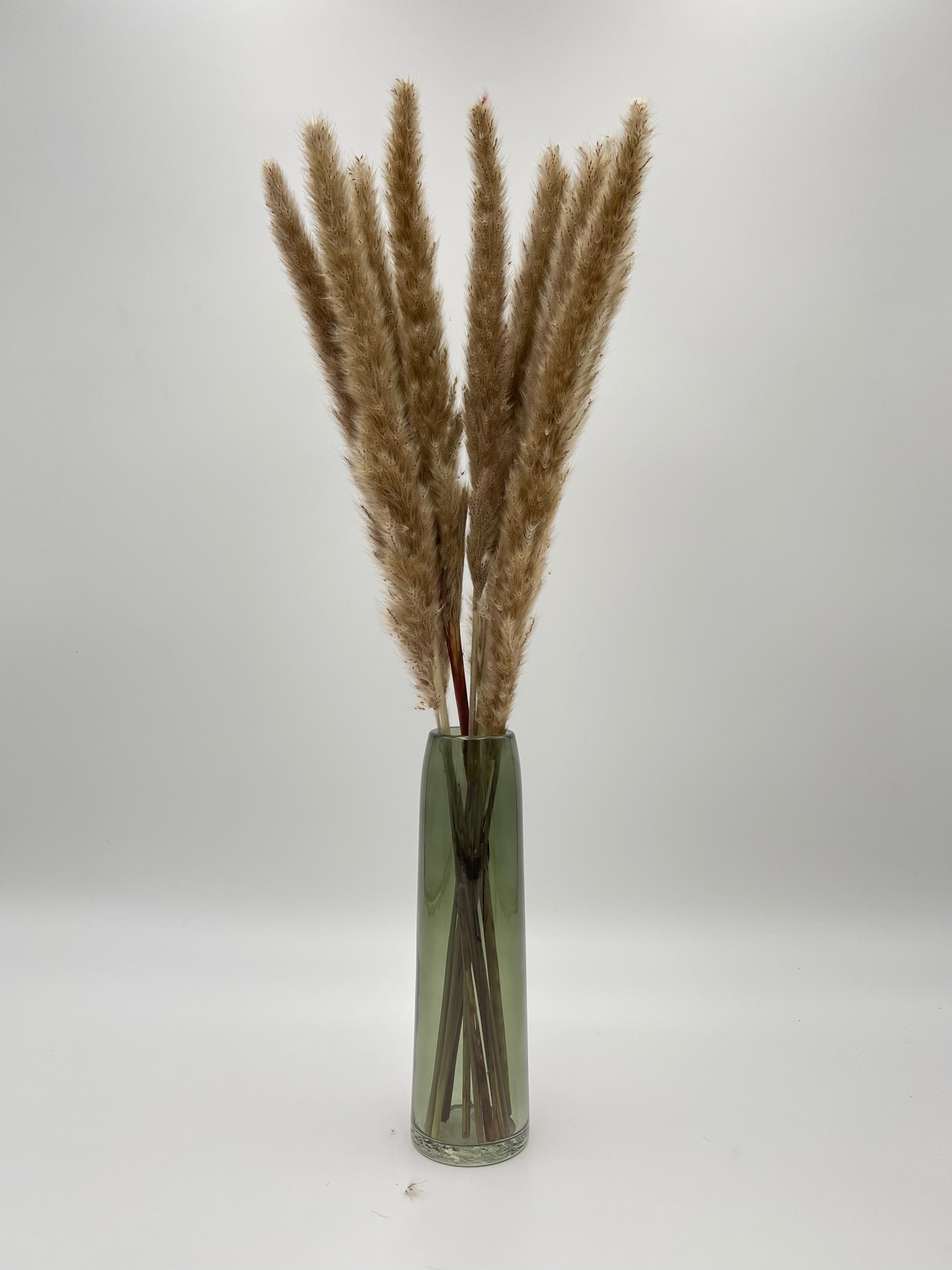 Dried Fluffy Pampas Grass, Natural Colour