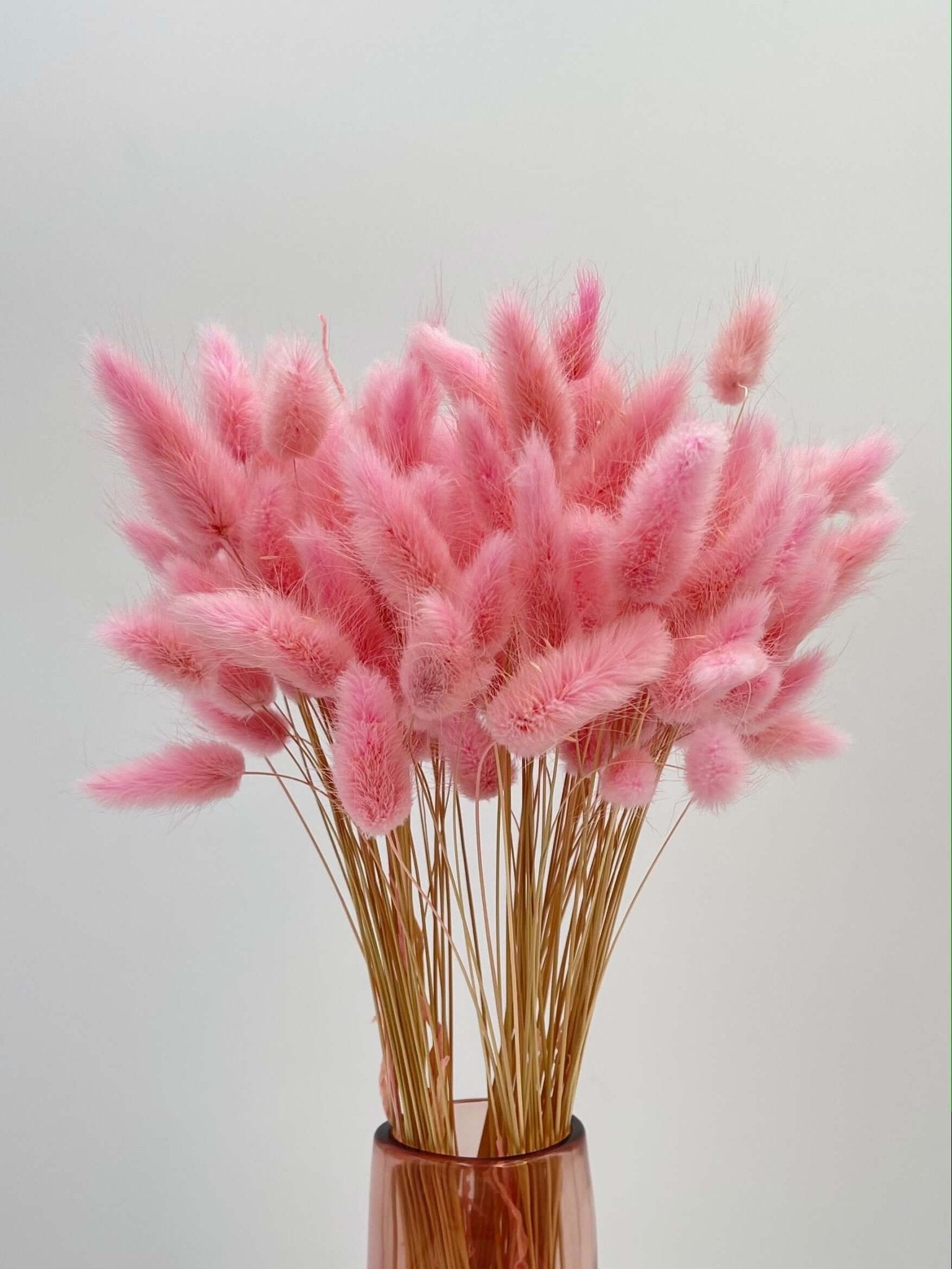 Dried Lagurus Grass, Light Pink, Bunny Tail Grass