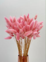 Dried Lagurus Grass, Light Pink