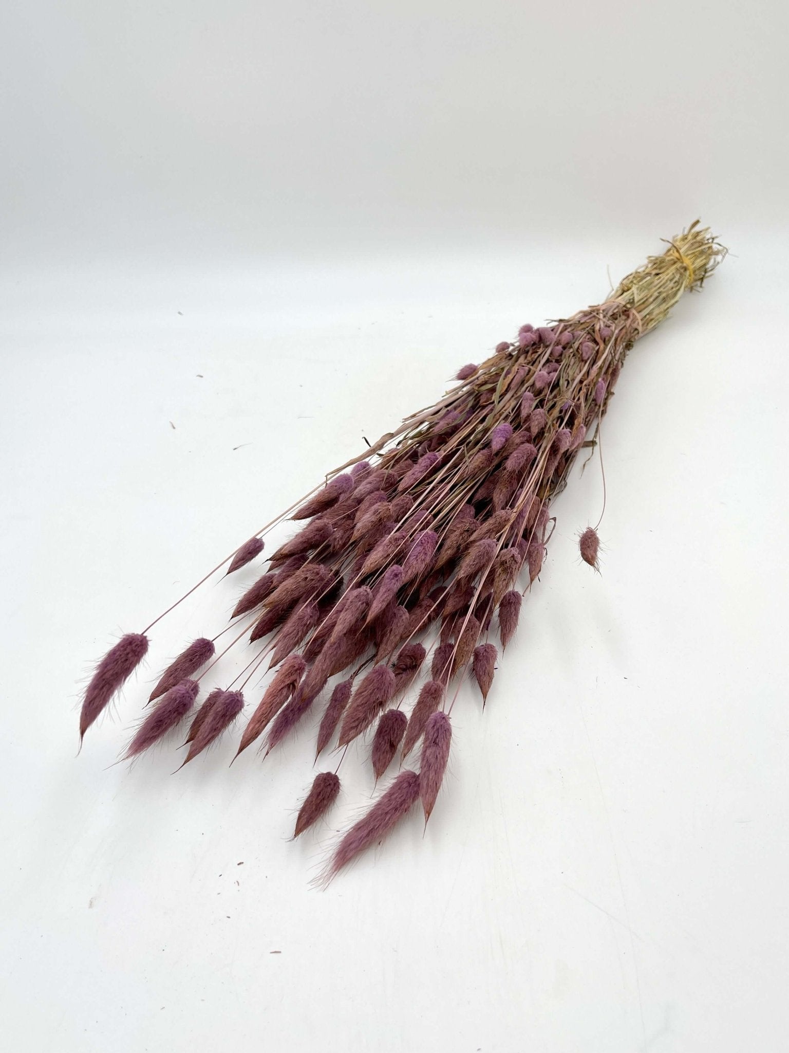 Dried Lagurus Grass, Milka Purple, Bunny Tail Grass