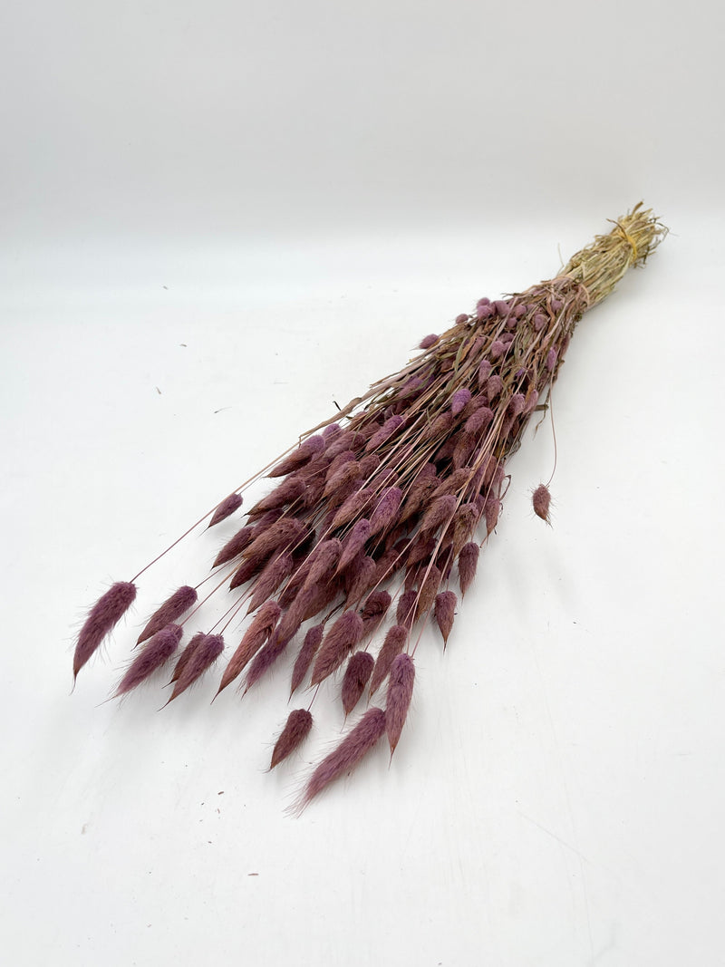 Dried Lagurus Grass, Milka Purple