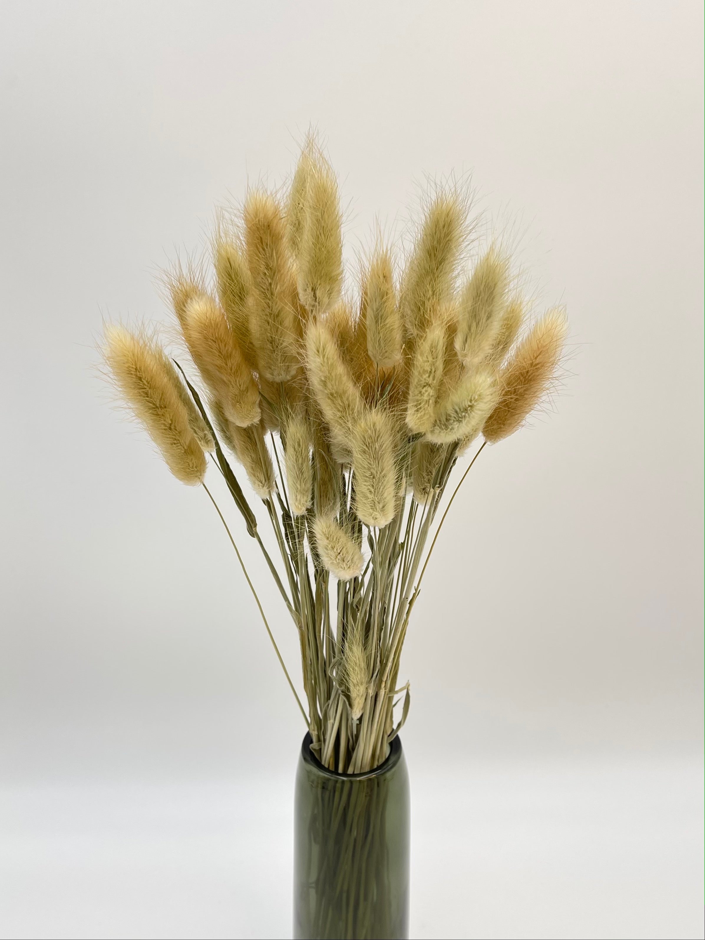 Dried Lagurus Grass, Natural Colour