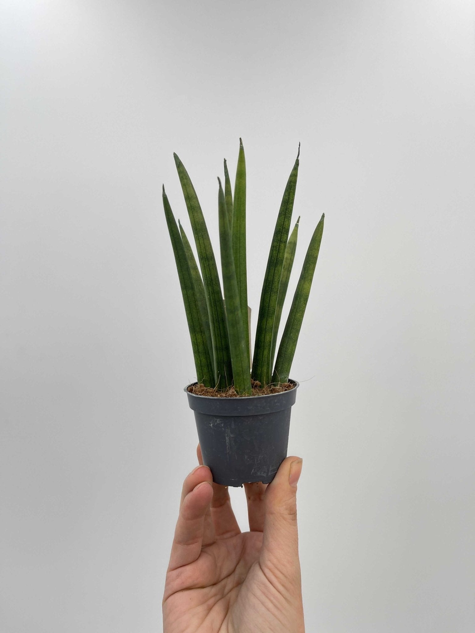 Sansevieria Cylindrica Rocket, Baby Plant, Beginners Plant