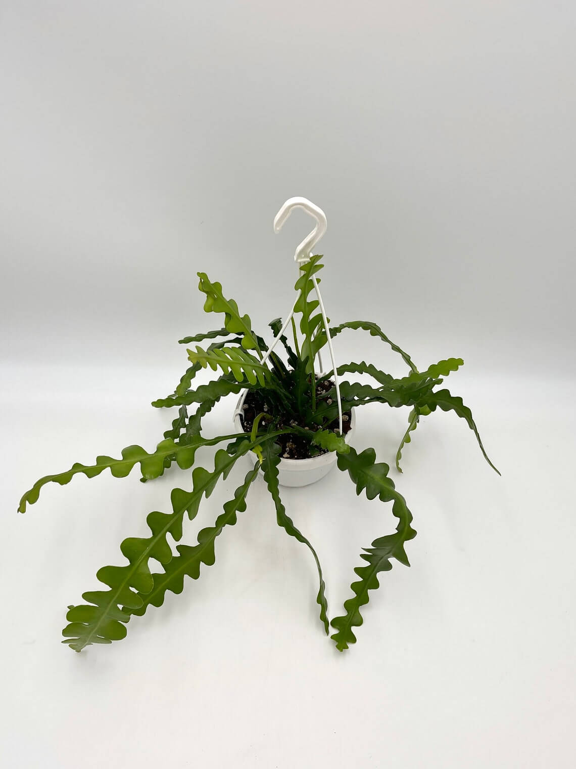 Epiphyllum Anguliger, Fishbone Cactus, D14cm Hanging Pot, Easy Care Plant