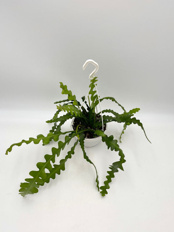 Epiphyllum Anguliger, Fishbone Cactus, D14cm Hanging Pot