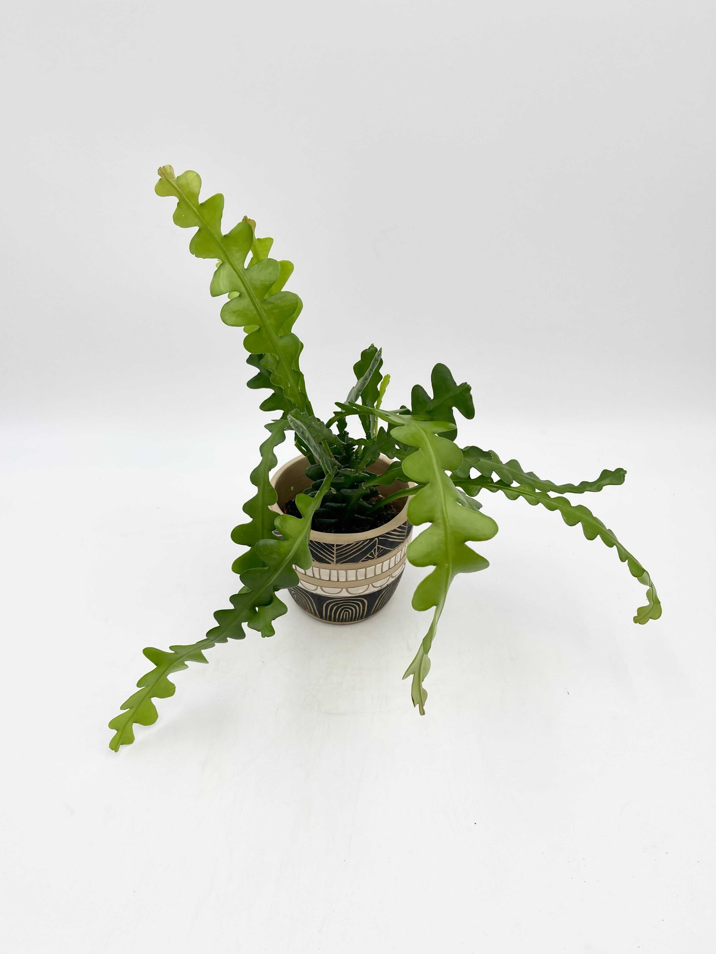 Epiphyllum Anguliger, Fishbone Cactus, Low Maintenance House Plant