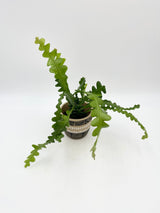 Epiphyllum Anguliger, Fishbone Cactus