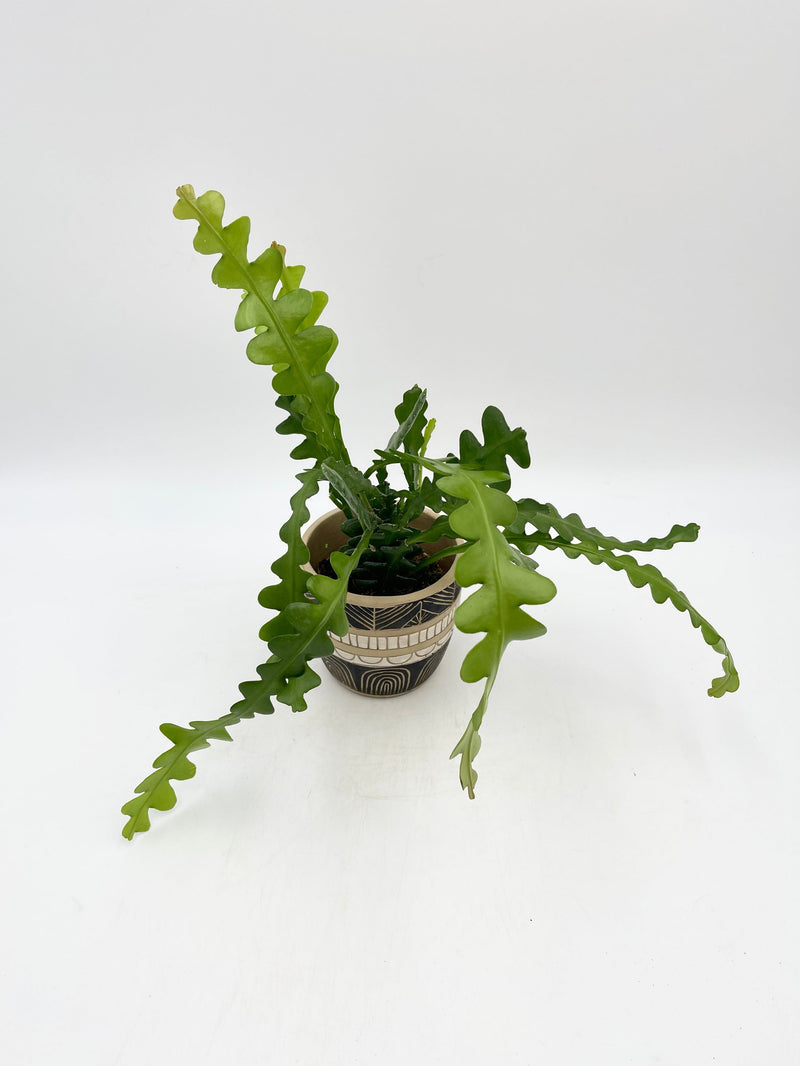 Epiphyllum Anguliger, Fishbone Cactus