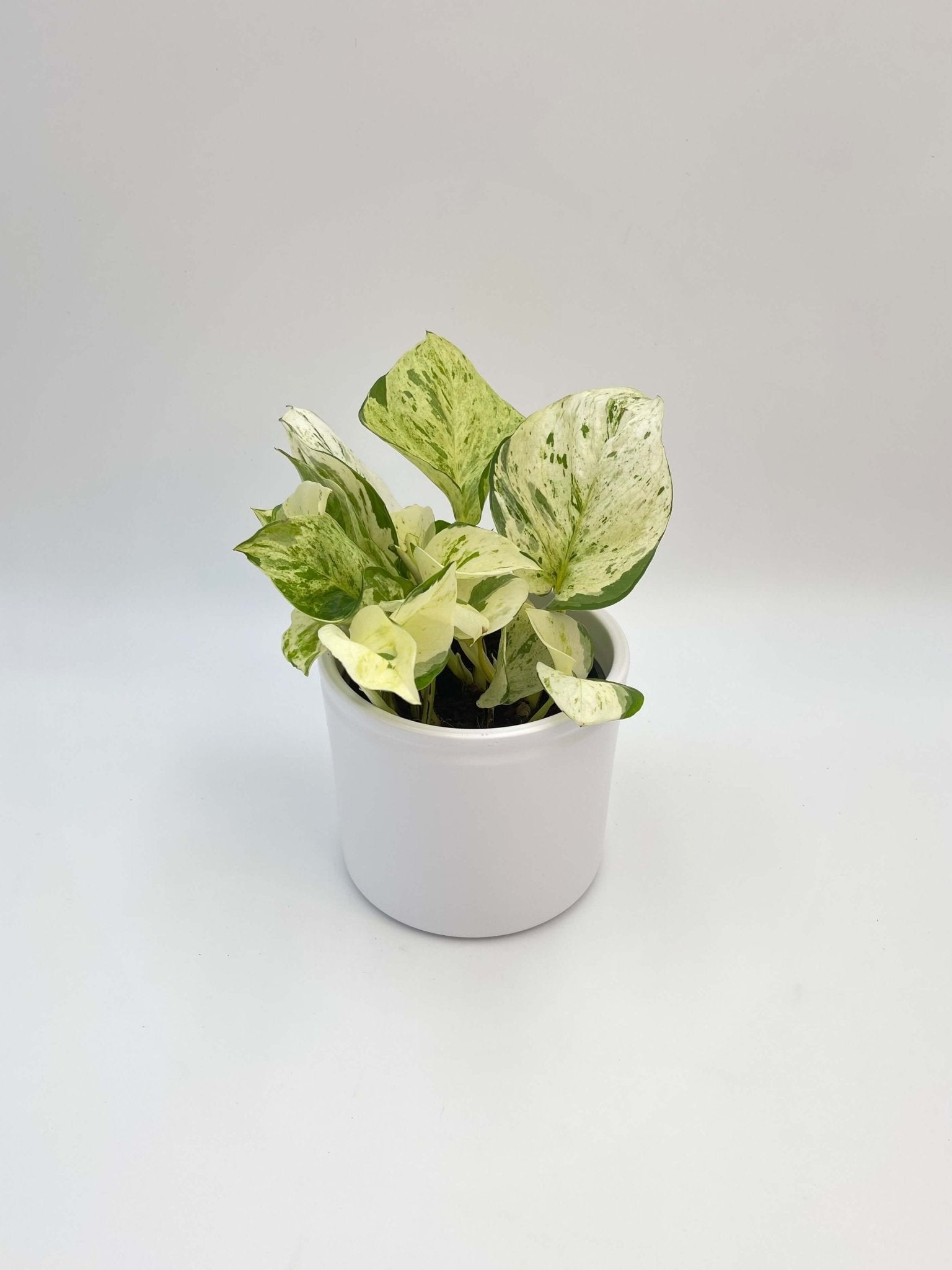 Epipremnum Aureum, Happy Leaf Manjula Pothos