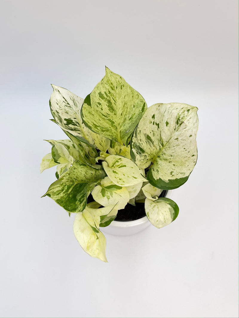 Epipremnum Aureum, Happy Leaf Manjula Pothos
