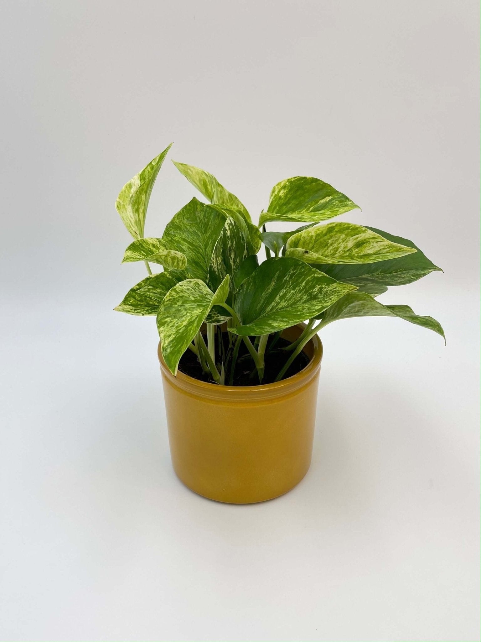 Epipremnum Pinnatum, Marble Queen Money Plant, Pothos, Trailing Houseplant