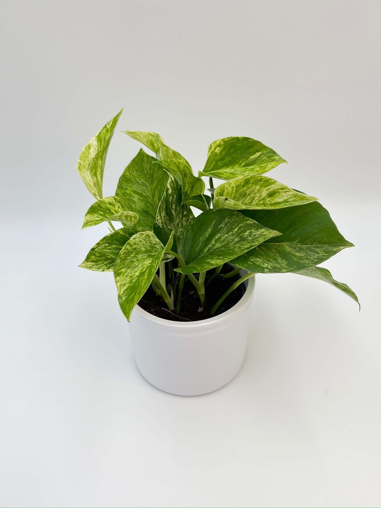 Epipremnum Pinnatum, Marble Queen Money Plant, Pothos, Trailing Houseplant