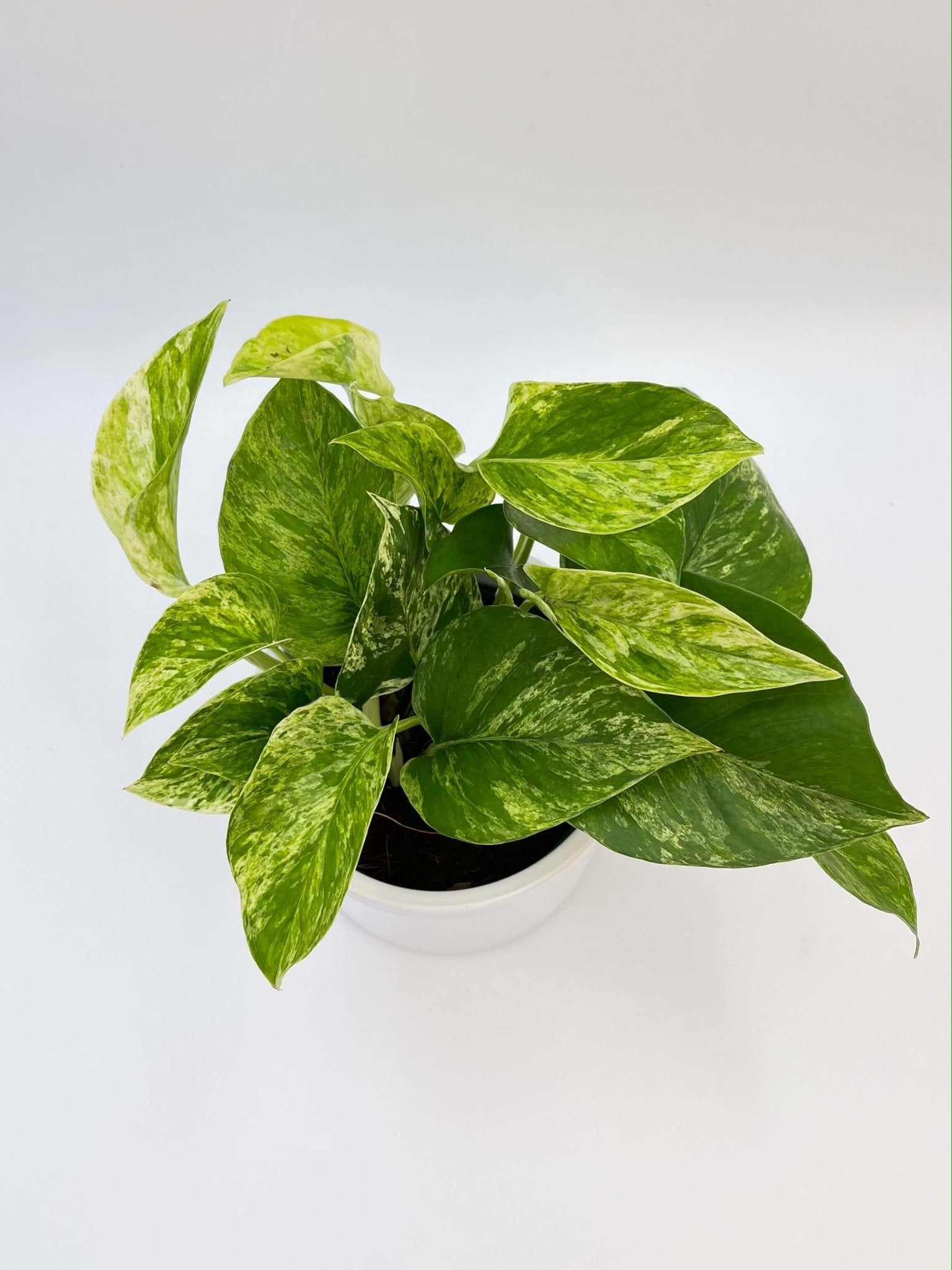 Epipremnum Pinnatum, Marble Queen Money Plant, Pothos, Trailing Houseplant