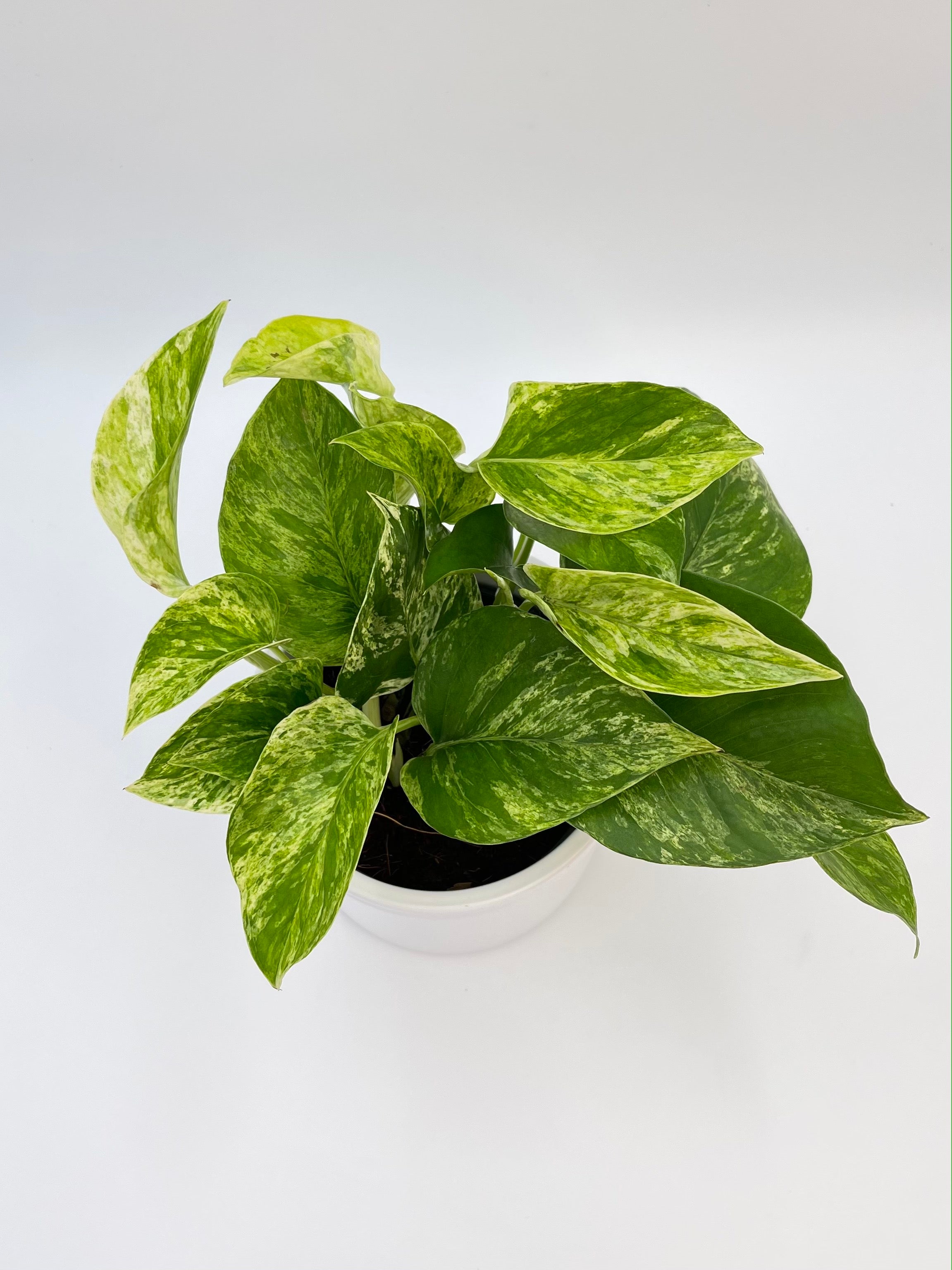 Epipremnum Pinnatum, Marble Queen Pothos