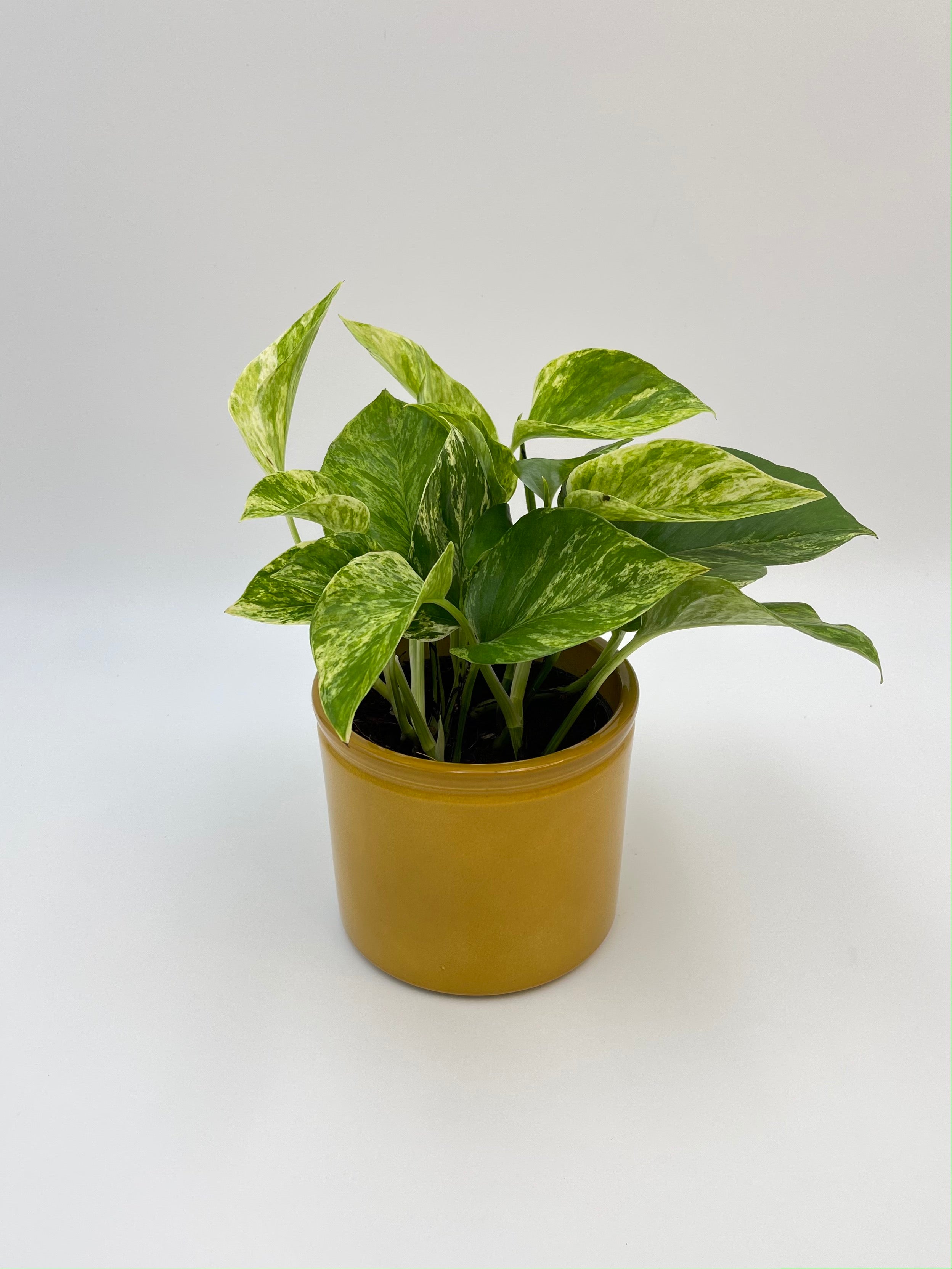 Epipremnum Pinnatum, Marble Queen Pothos