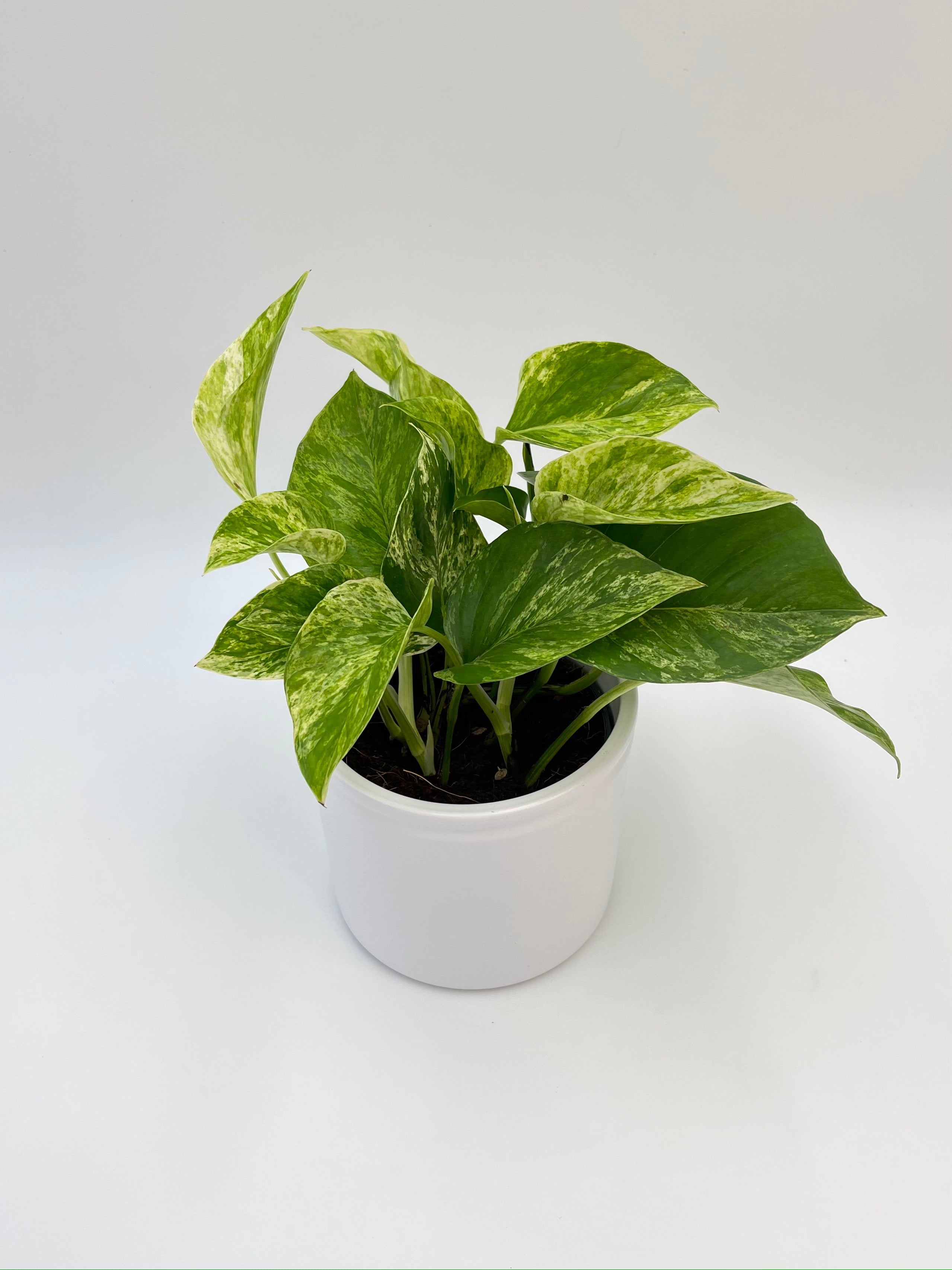 Epipremnum Pinnatum, Marble Queen Money Plant, Pothos