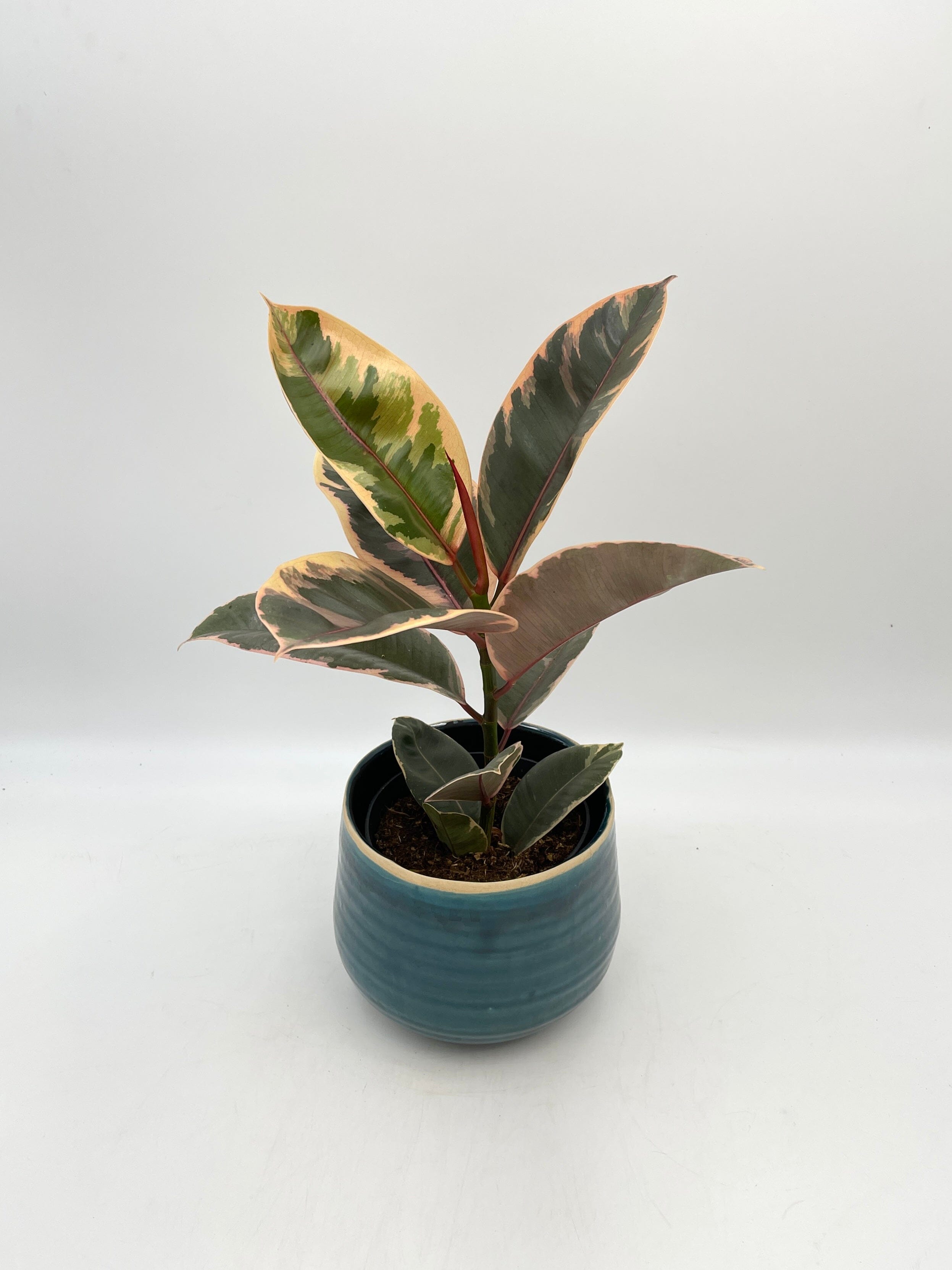 Ficus Elastica Belize, Rubber Plant