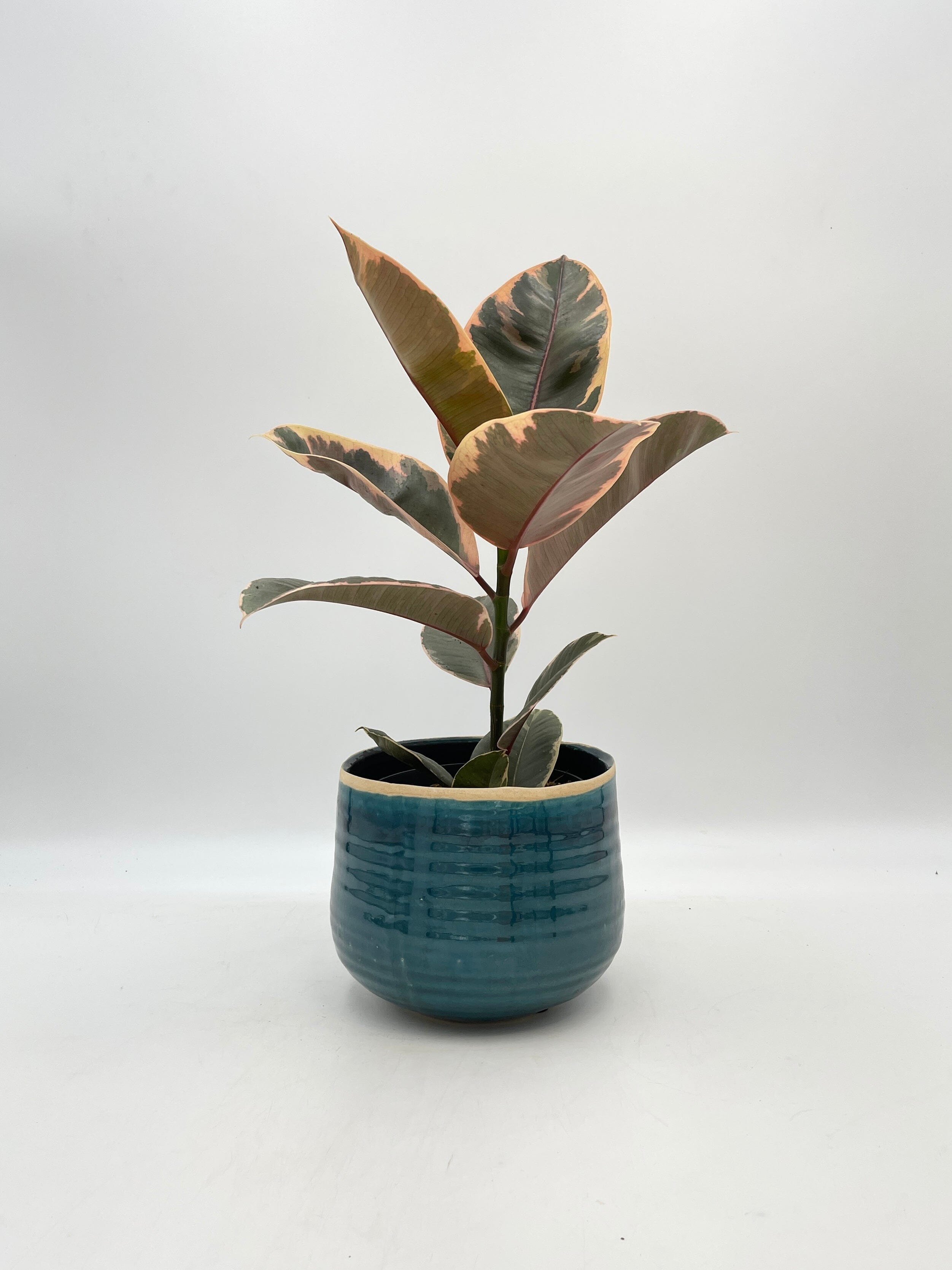 Ficus Elastica Belize, Rubber Plant