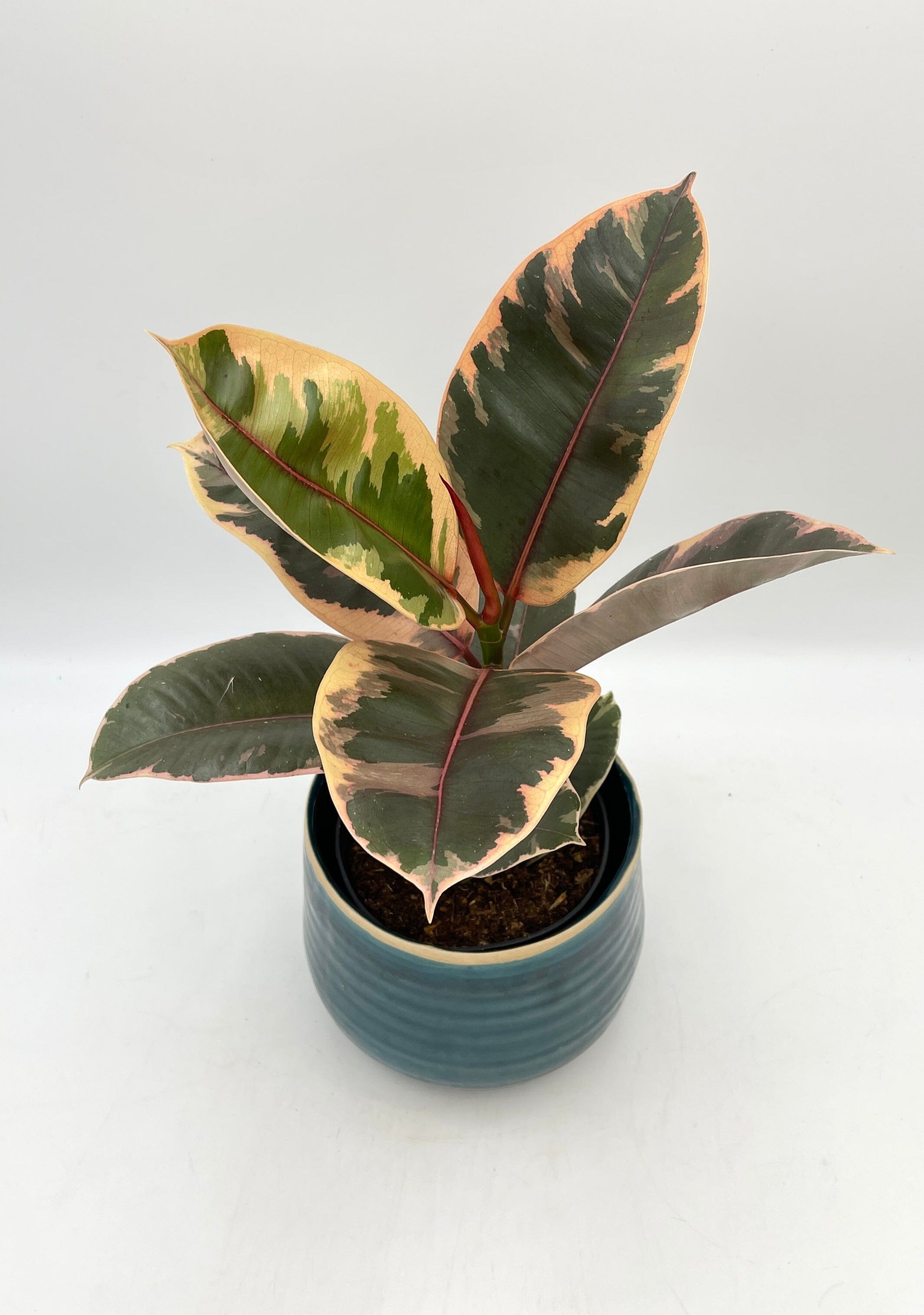 Ficus Elastica Belize, Rubber Plant