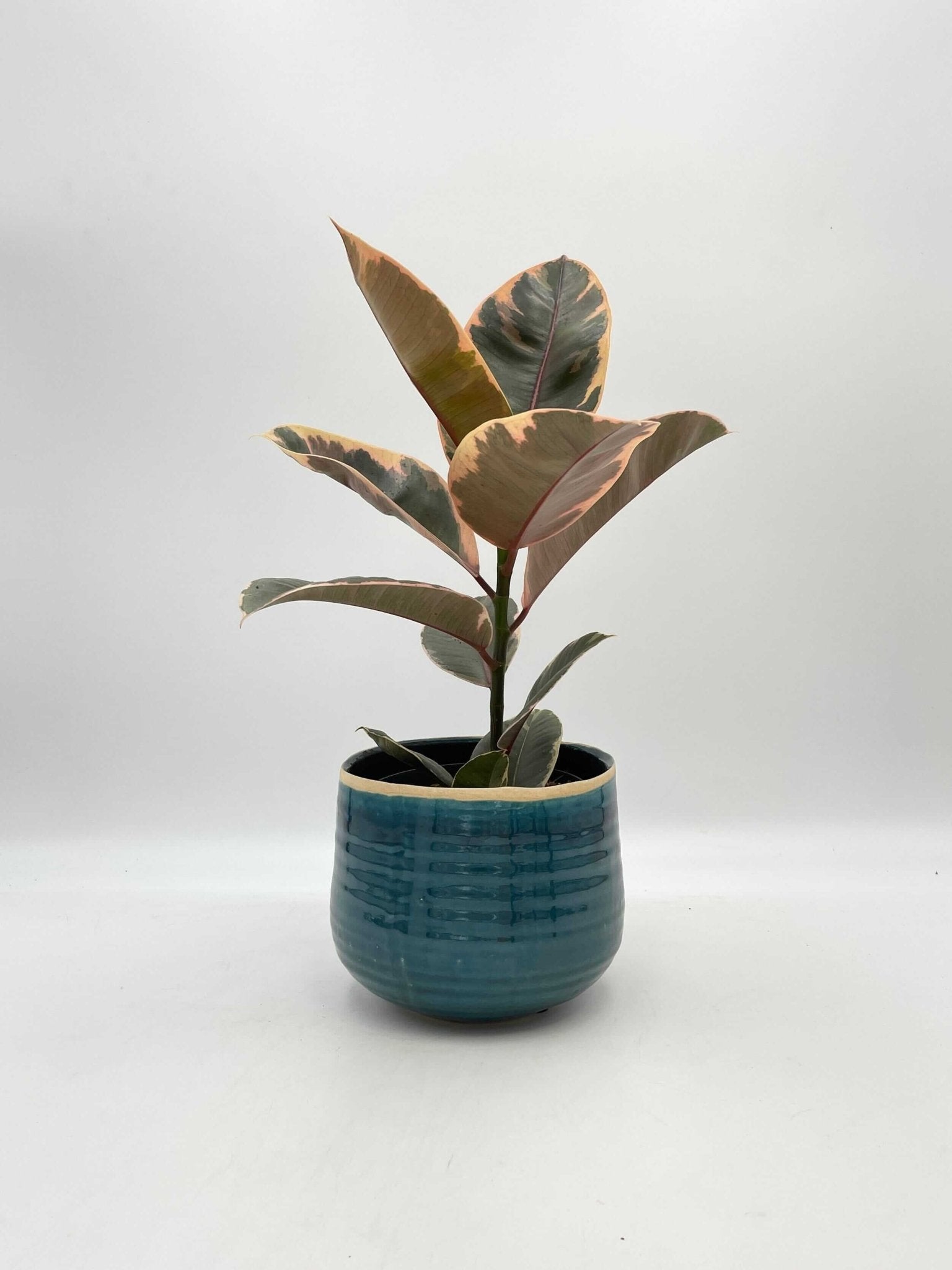 Ficus Elastica Belize, Rubber Plant, Houseplant
