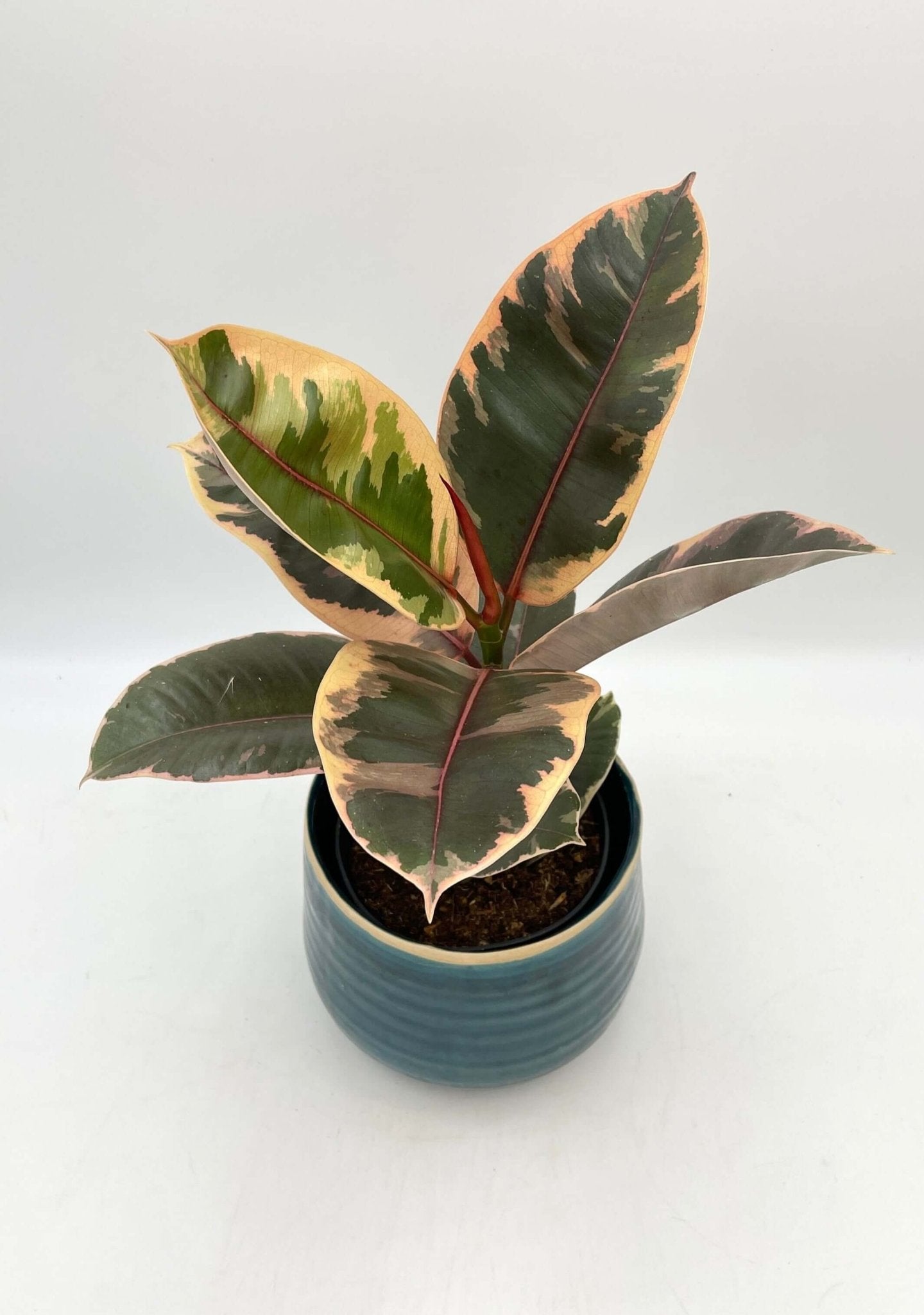 Ficus Elastica Belize, Rubber Plant, Houseplant