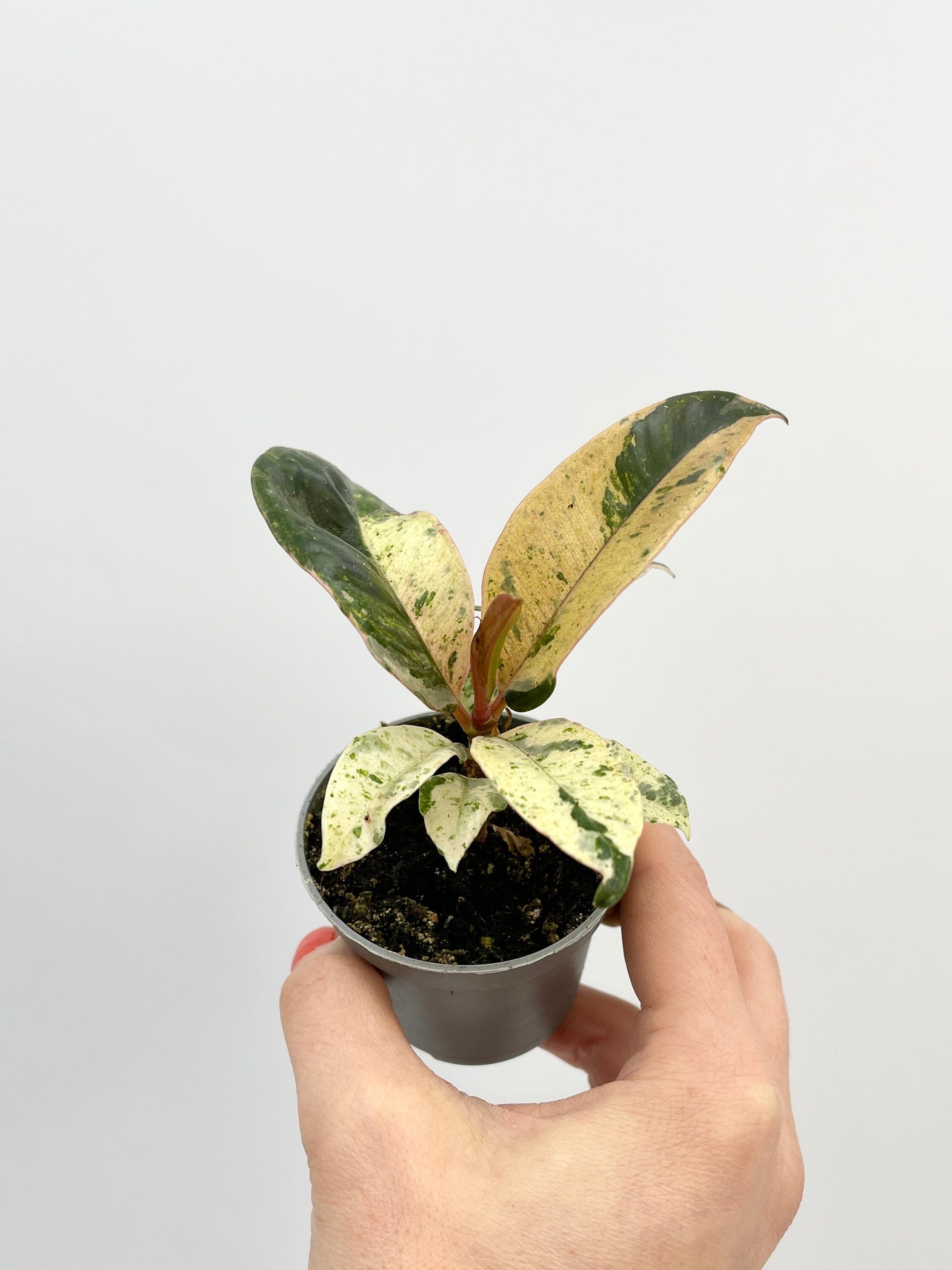 Ficus Shivereana Moonshine, Baby Plant