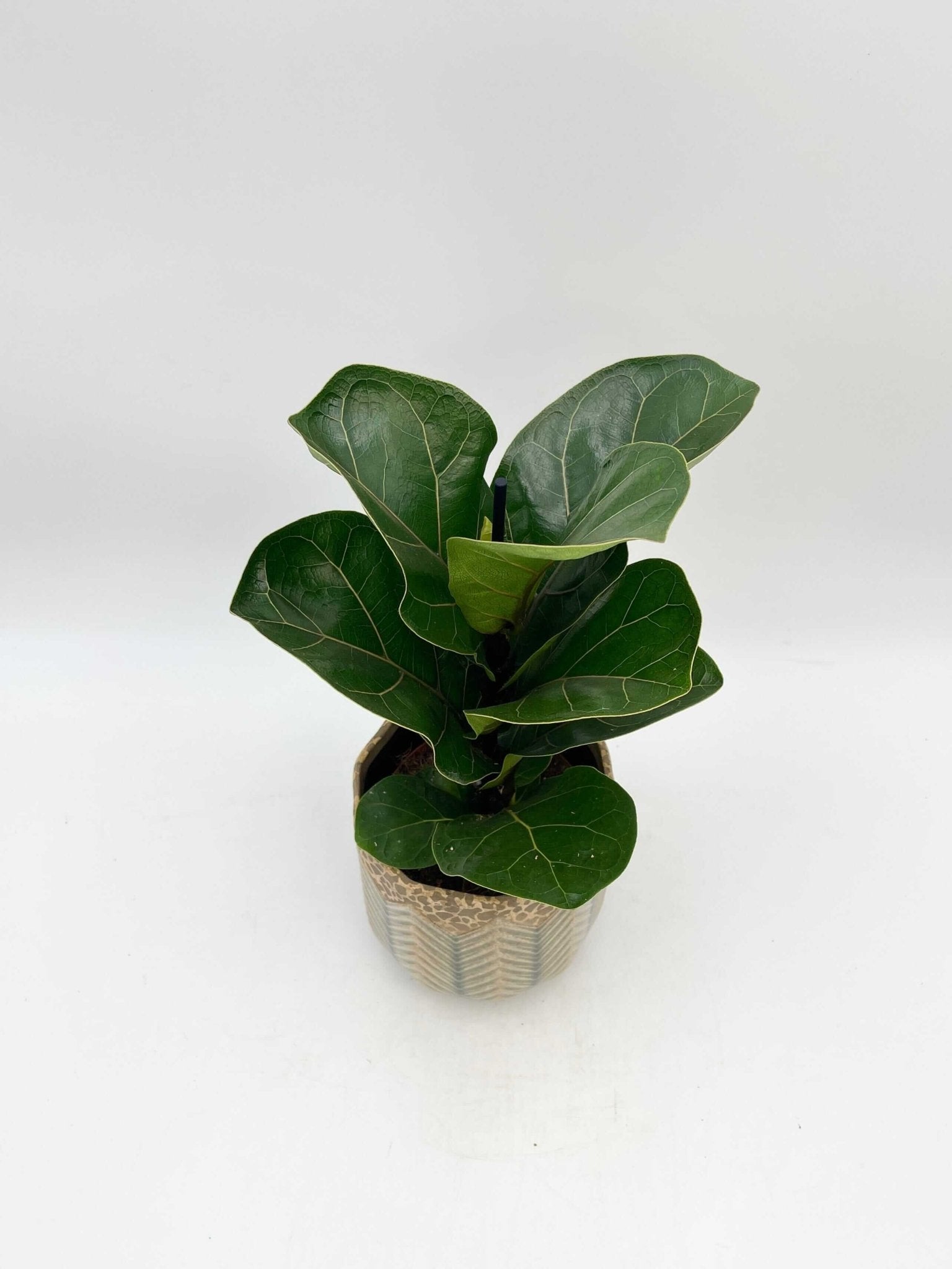 Fiddle-Leaf Fig, Ficus Lyrata, Large Leaf Indoor Tree in Multiple Sizes