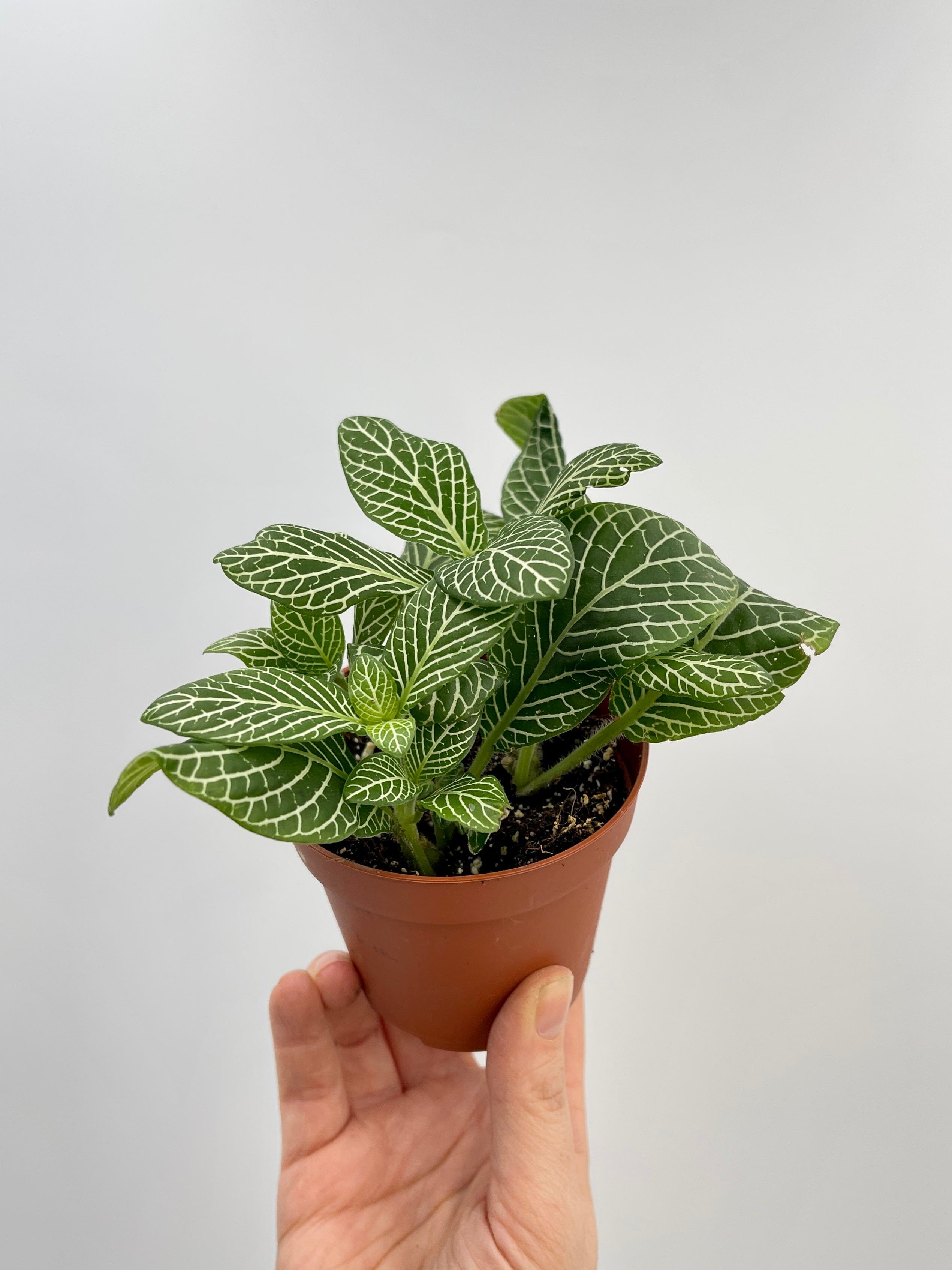 Fittonia Albivenis Plants, Nerve Plants, Various Colours