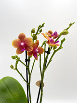Fragrant Orchid Orange, Pink